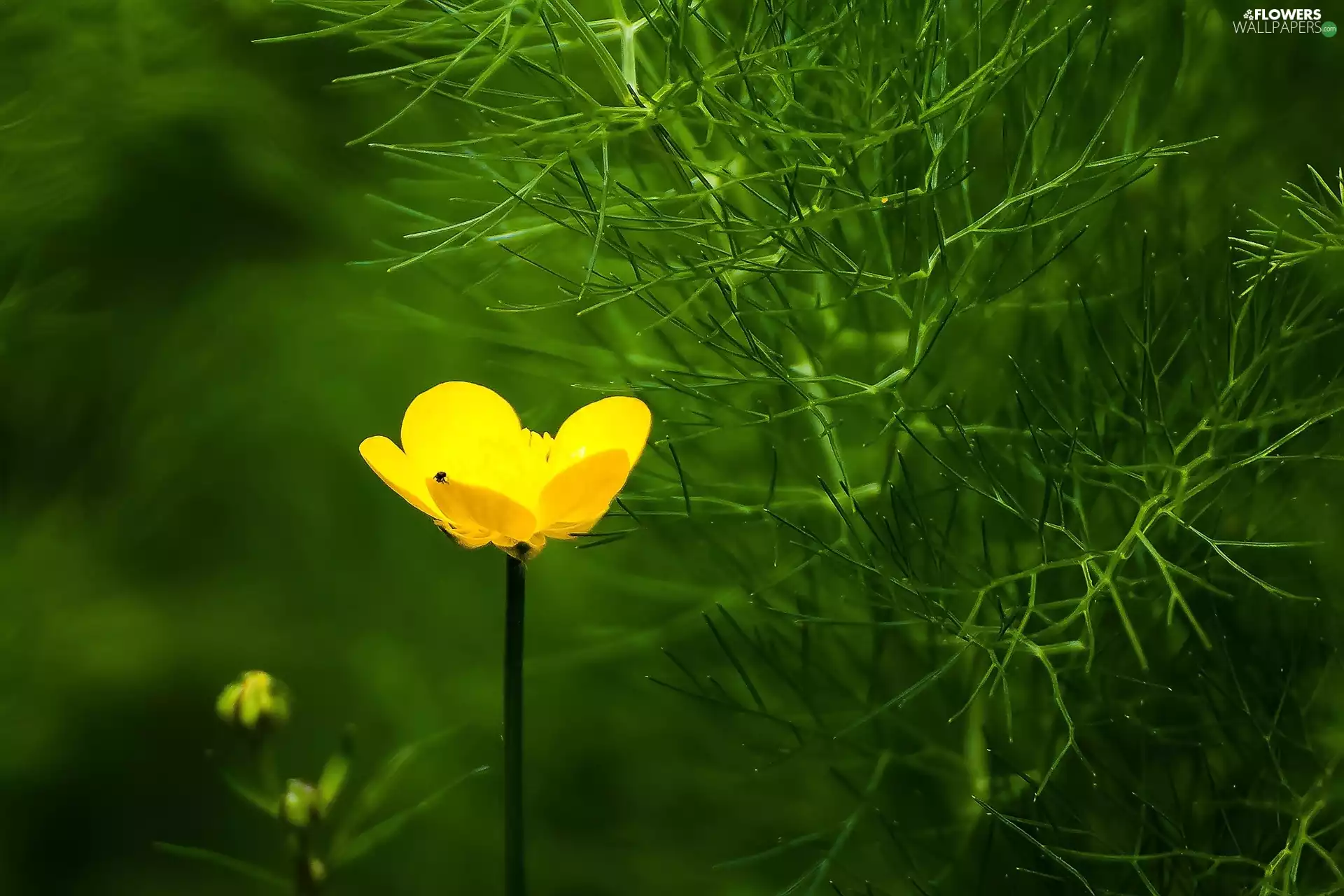 The herb, Colourfull Flowers, buttercup