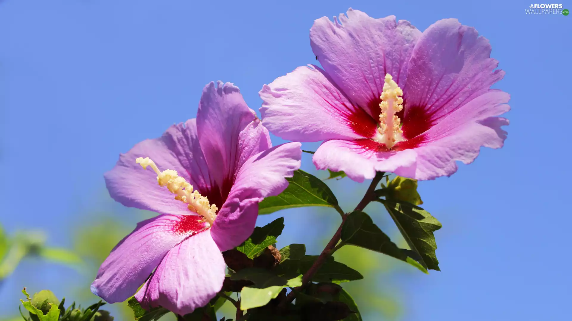 hibiscus, Pink, flourishing