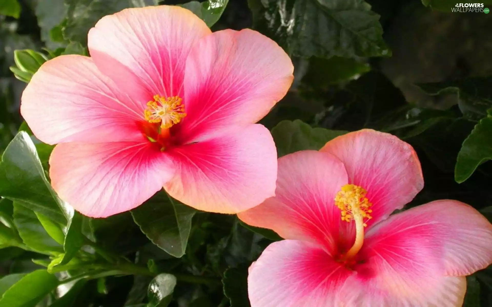 hibiscus, Pink, Flowers