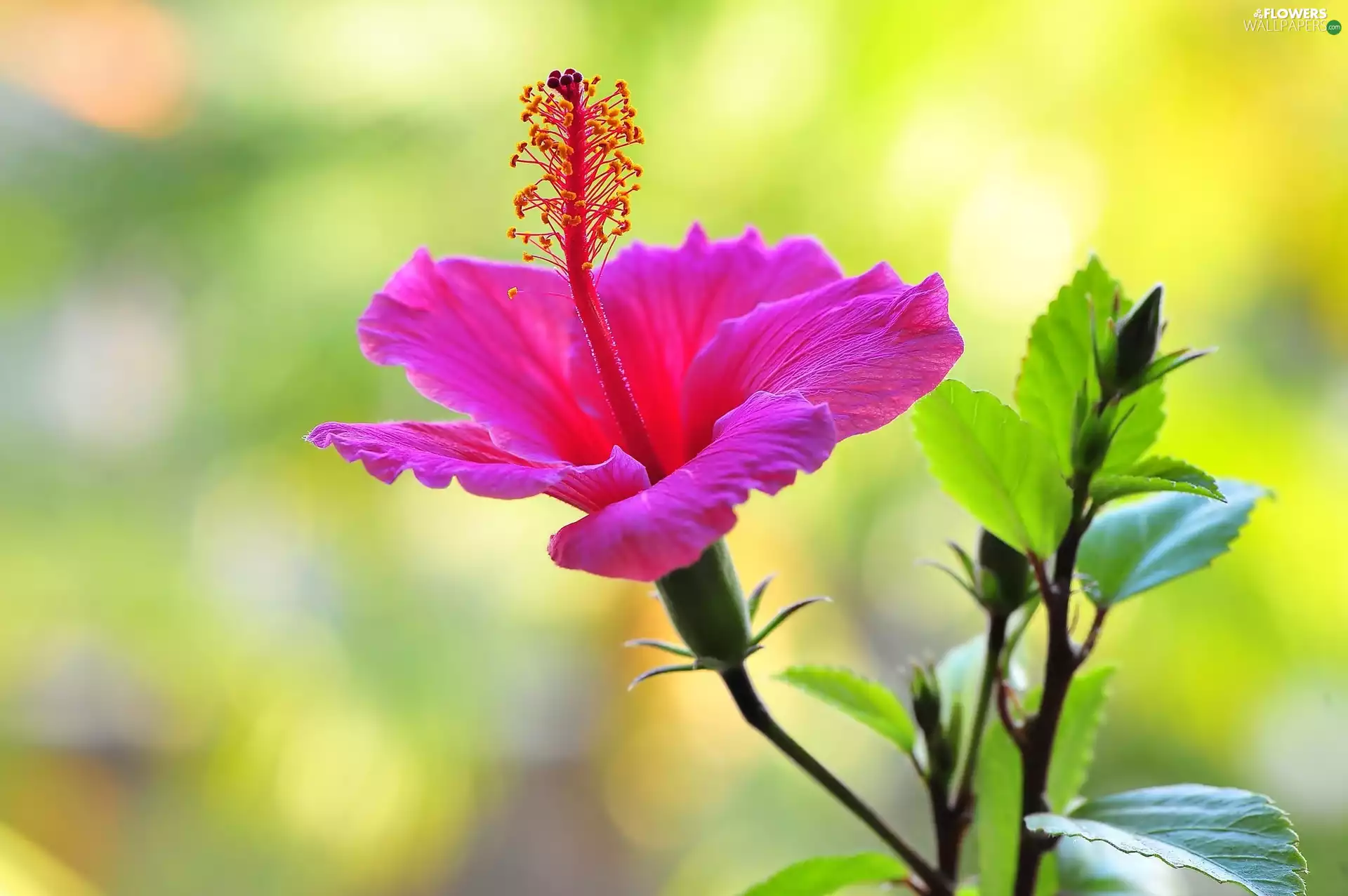 hibiscus, Pink, hibiskus