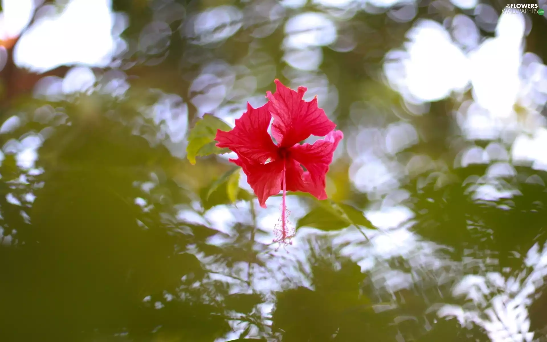 water, Colourfull Flowers, hibiscus, reflection