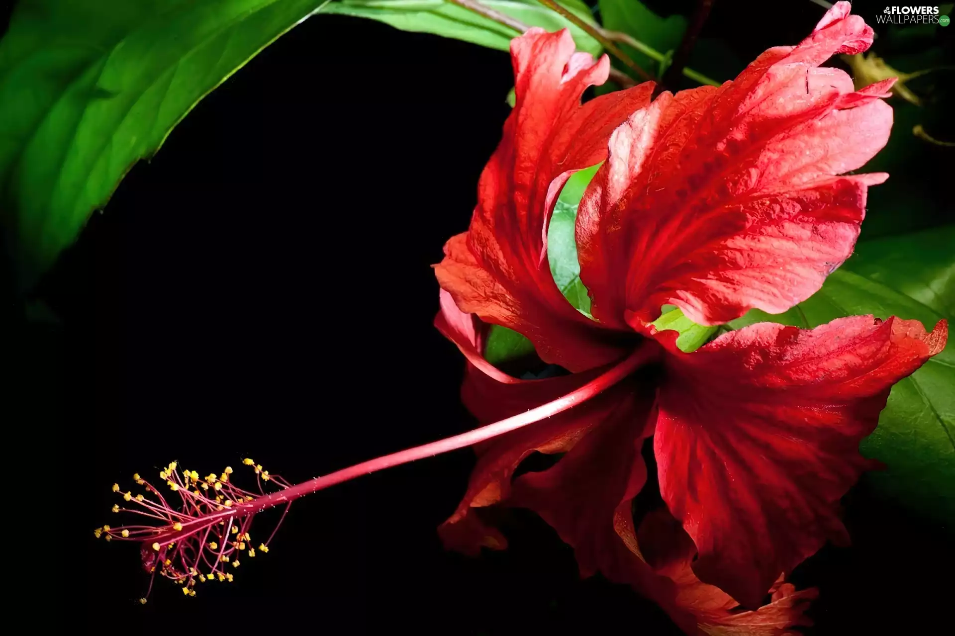 Hibiscus