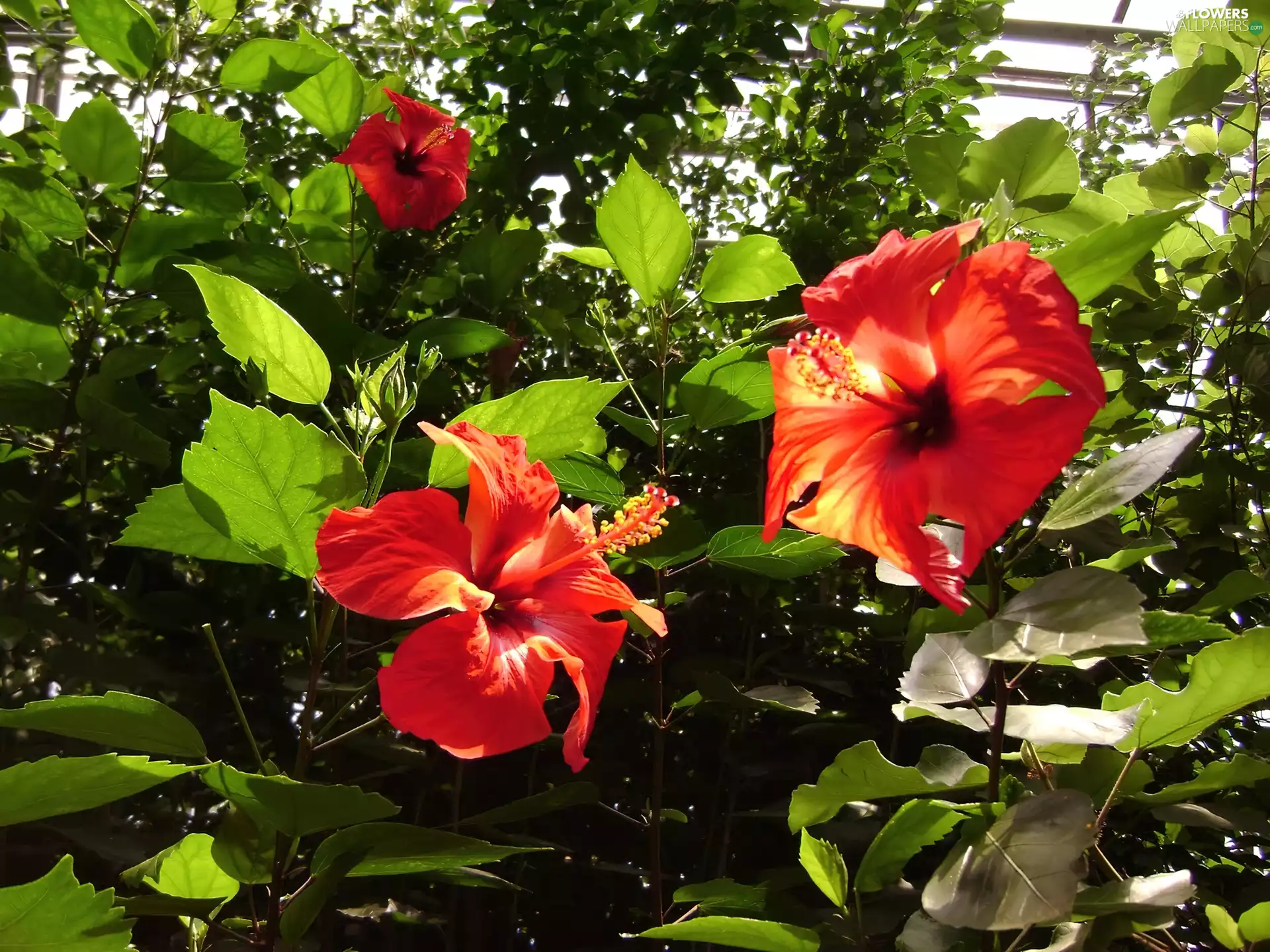 beatyfull, Flowers, hibiskus, Red