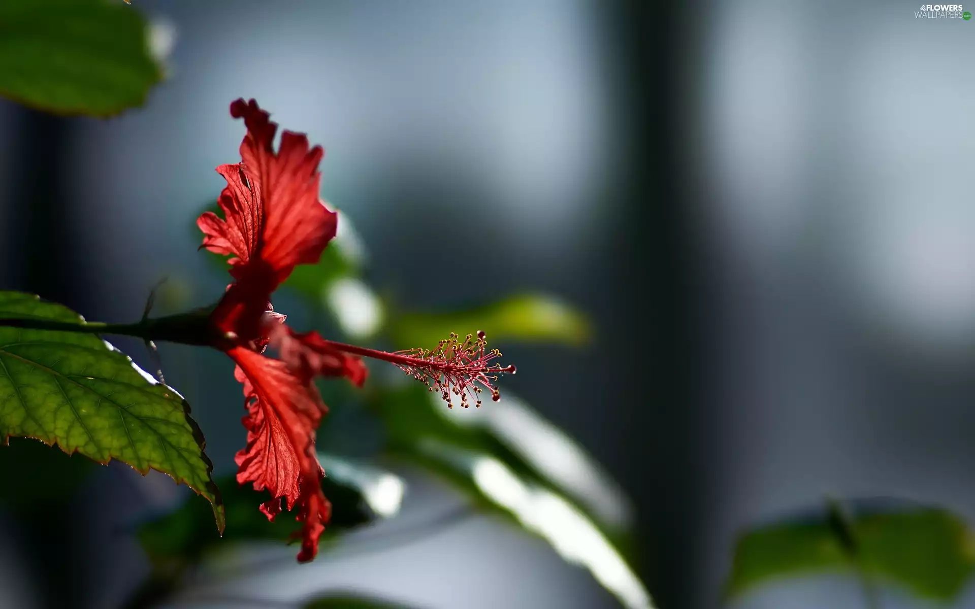 Close, Colourfull Flowers, hibiskus