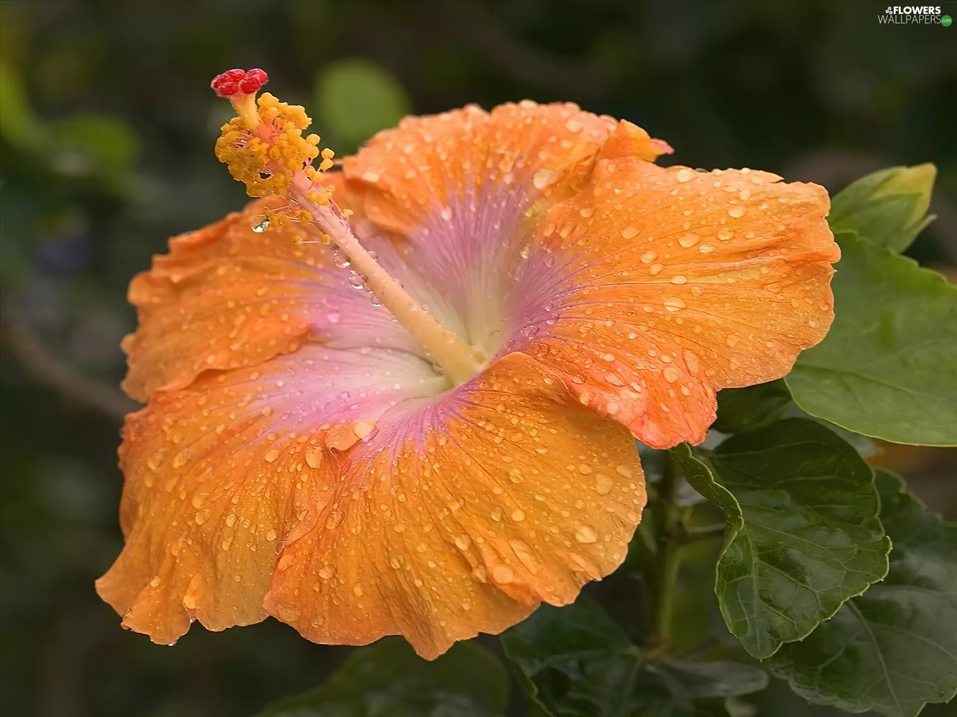 Colourfull Flowers, Orange, hibiskus