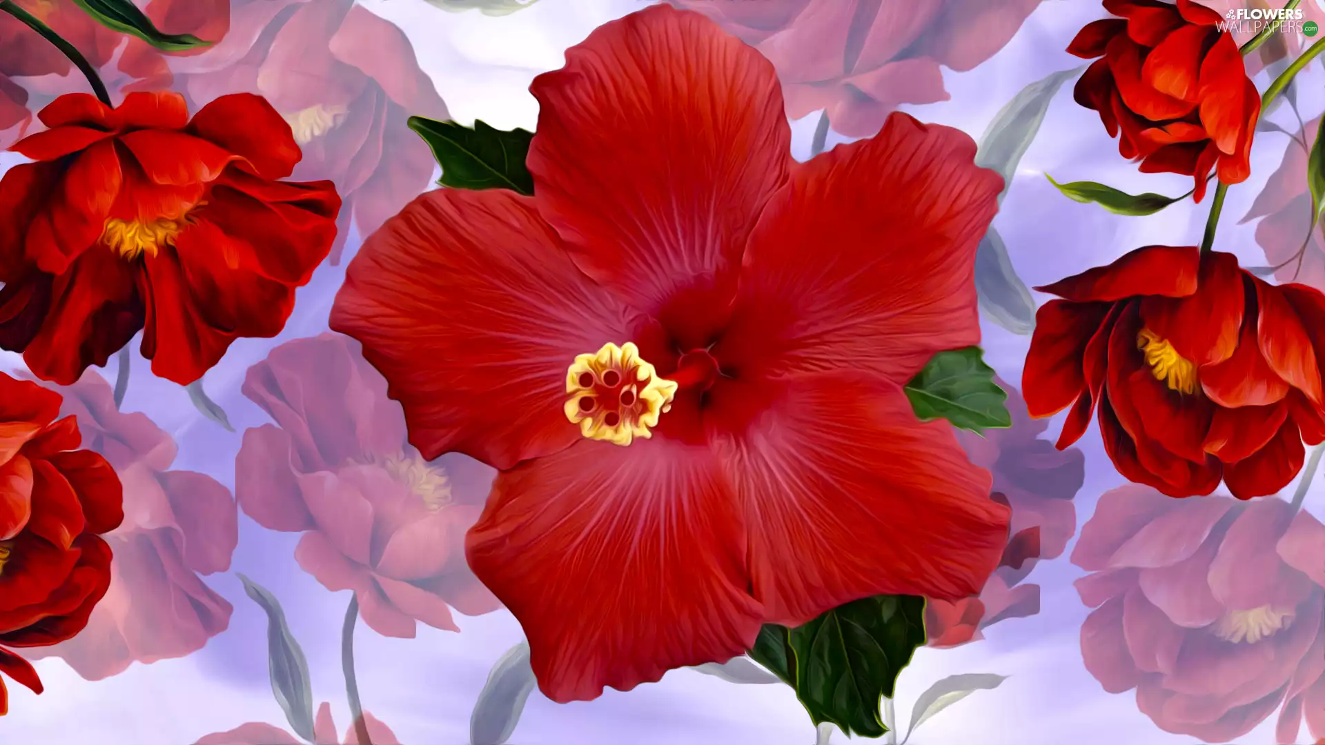 Flowers, papavers, graphics, hibiskus