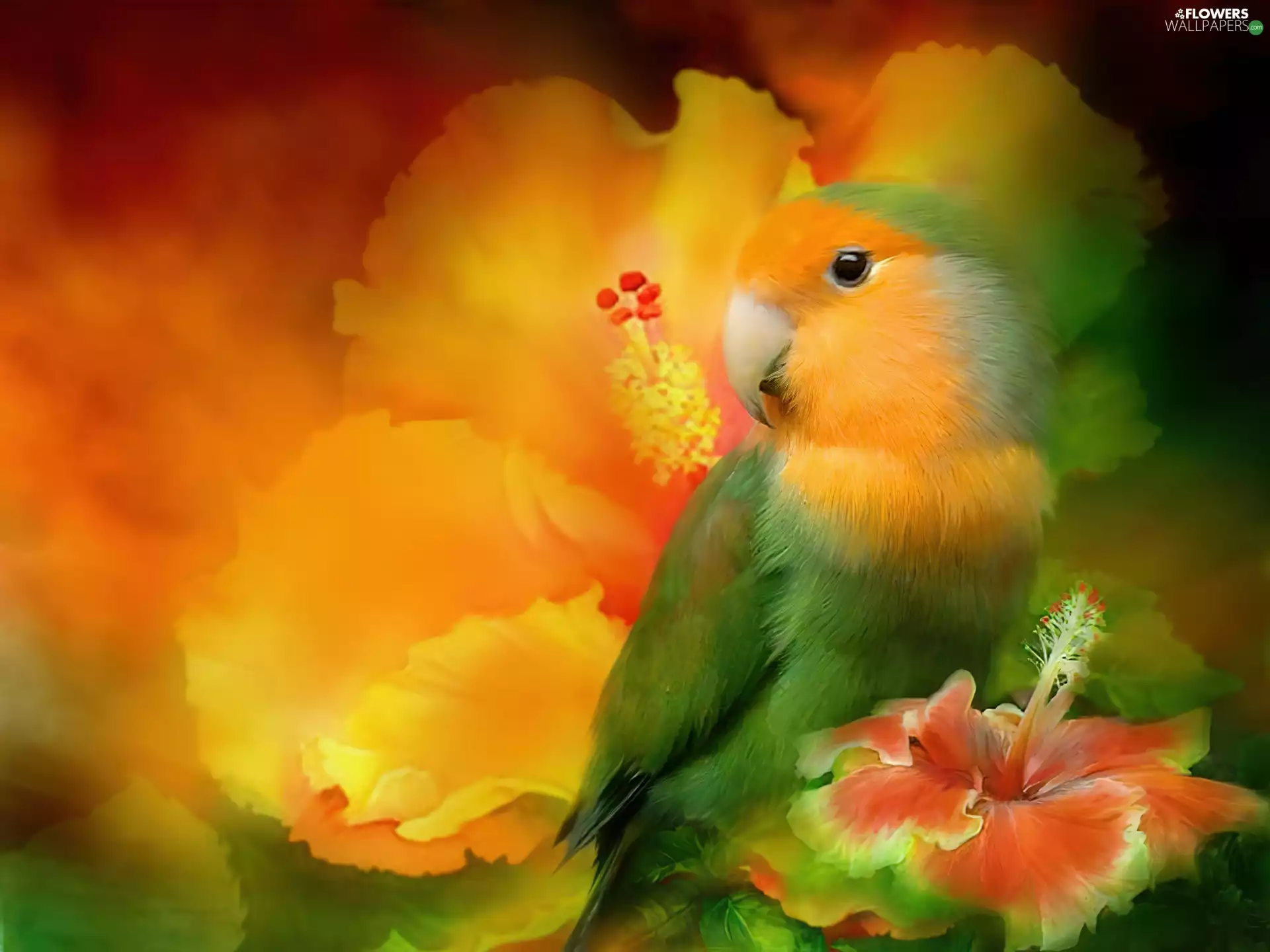 hibiskus, parrot, Flowers
