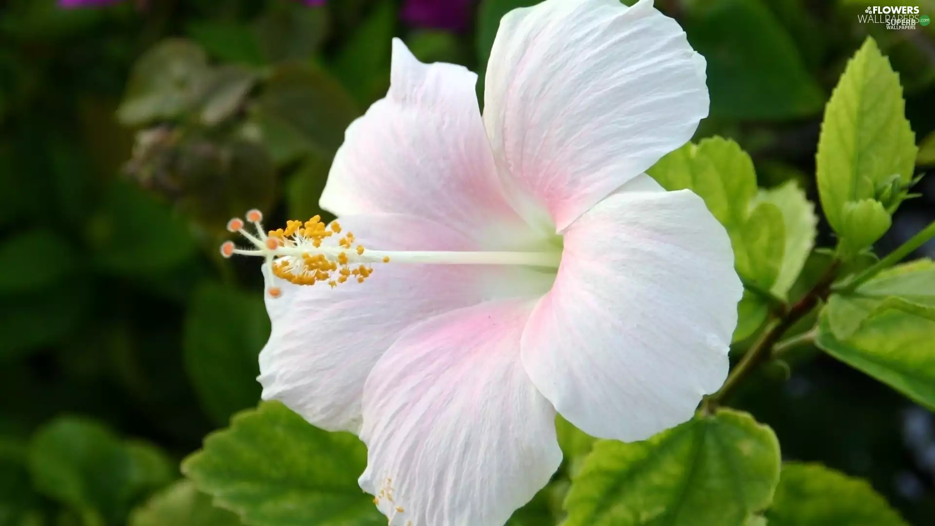 hibiskus, White, Flowers