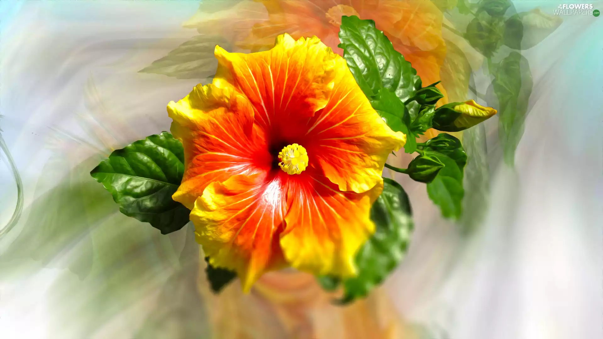 graphics, leaves, blur, hibiskus