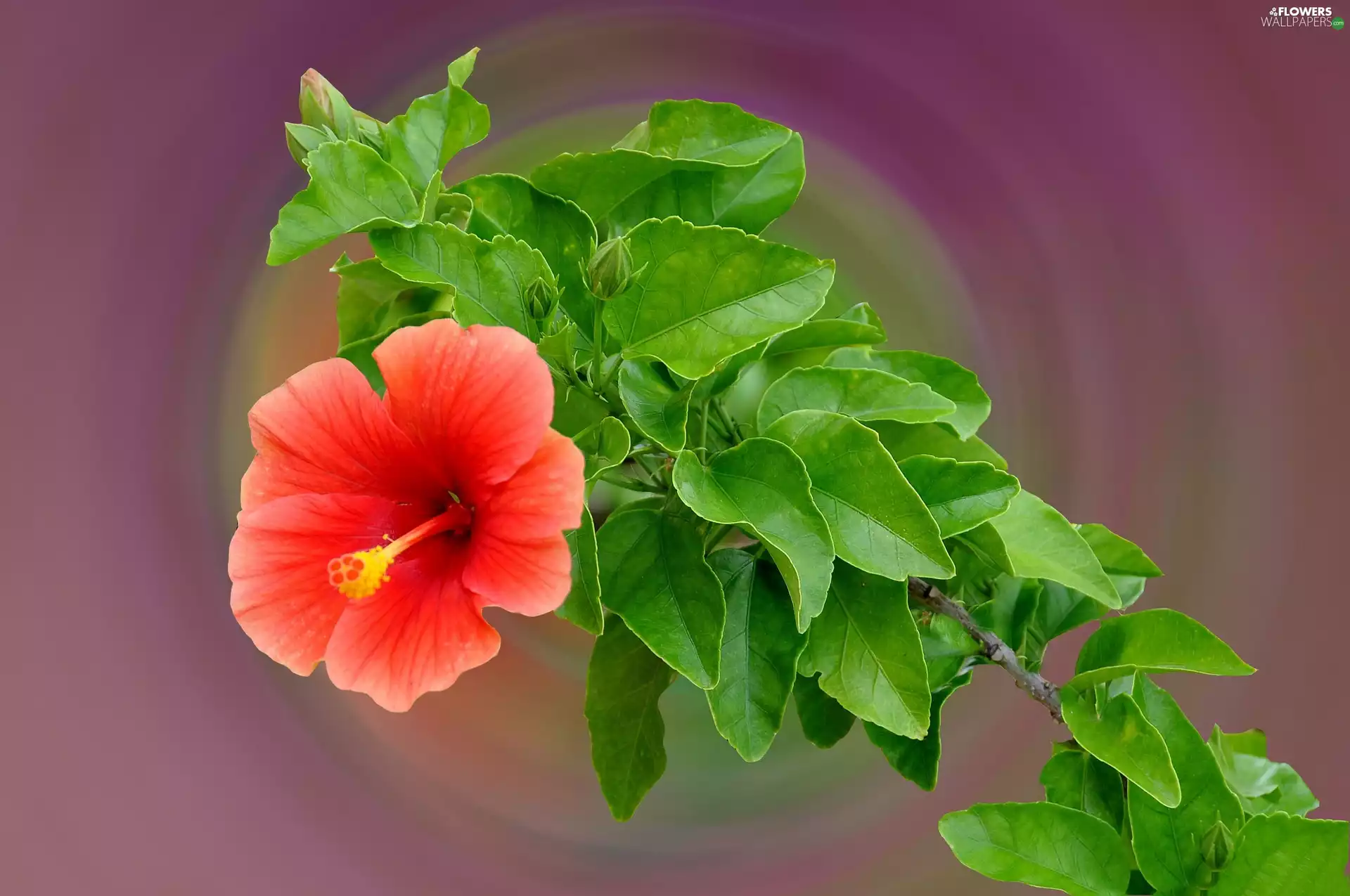 Leaf, Colourfull Flowers, hibiskus