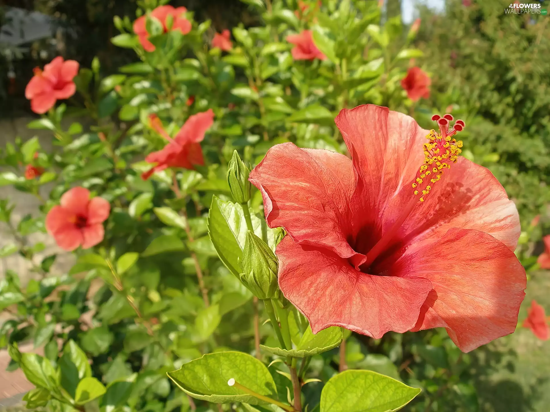 hibiskus, Flowers, Leaf