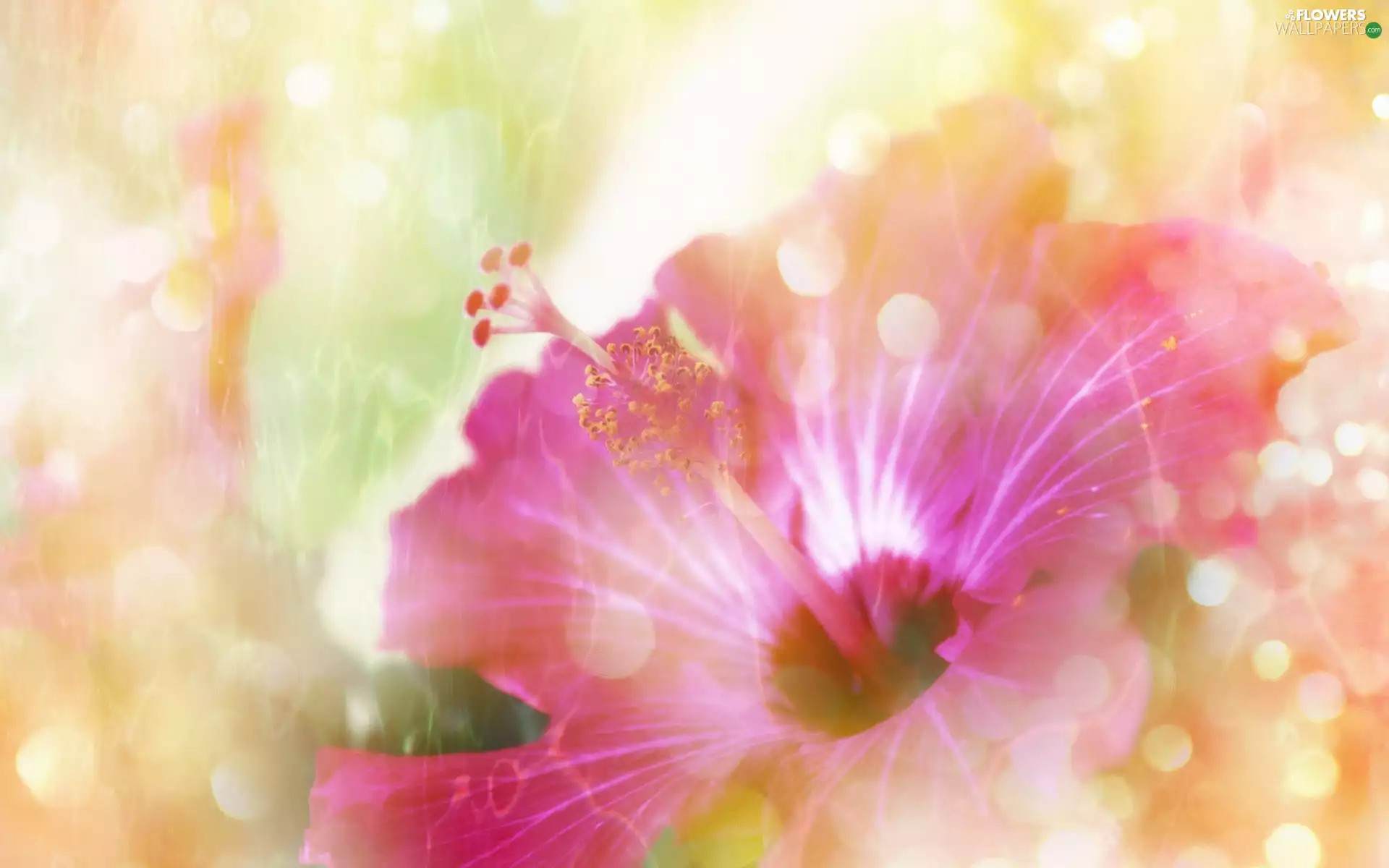 Pink, hibiskus