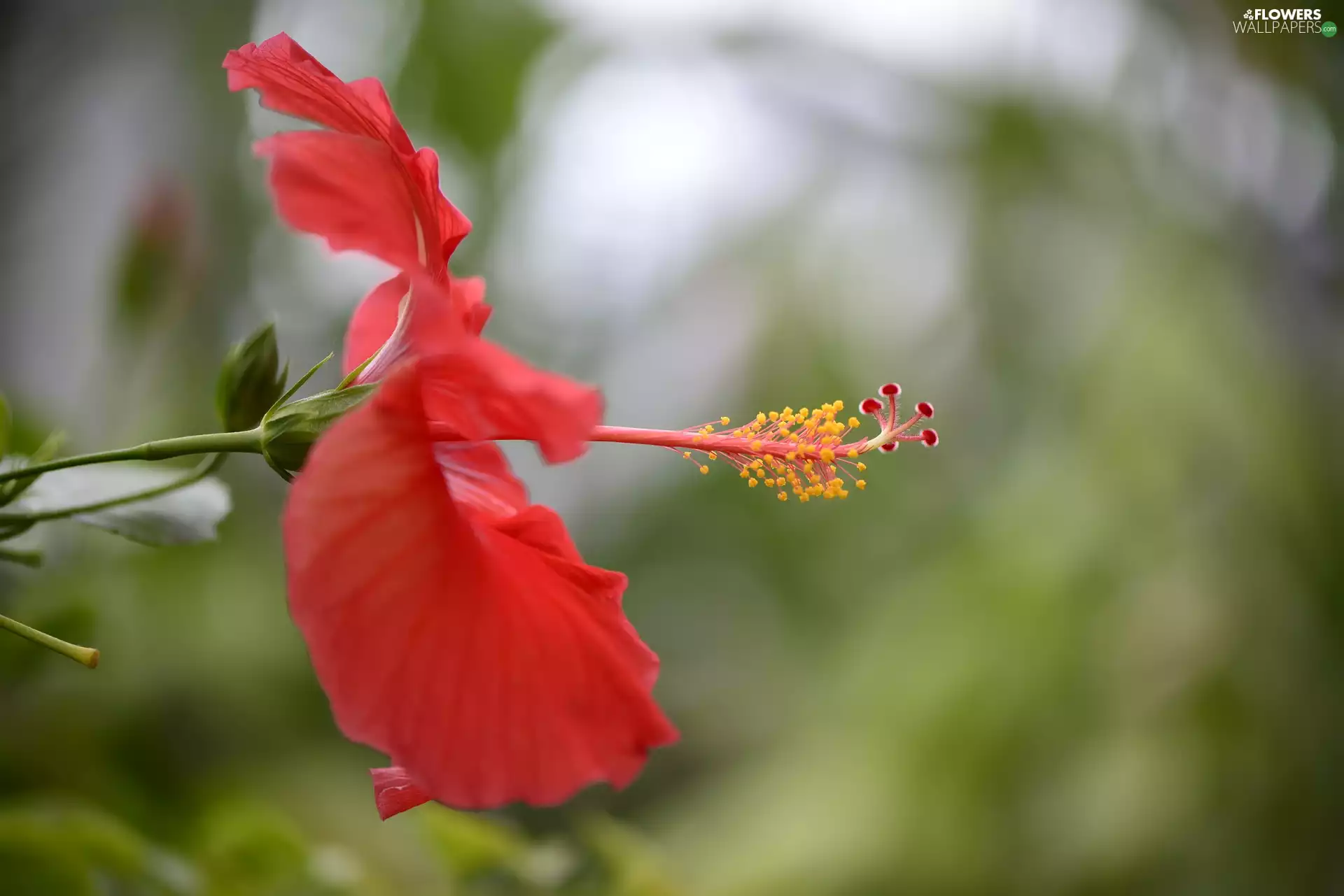 Red, hibiskus, rapprochement, Colourfull Flowers