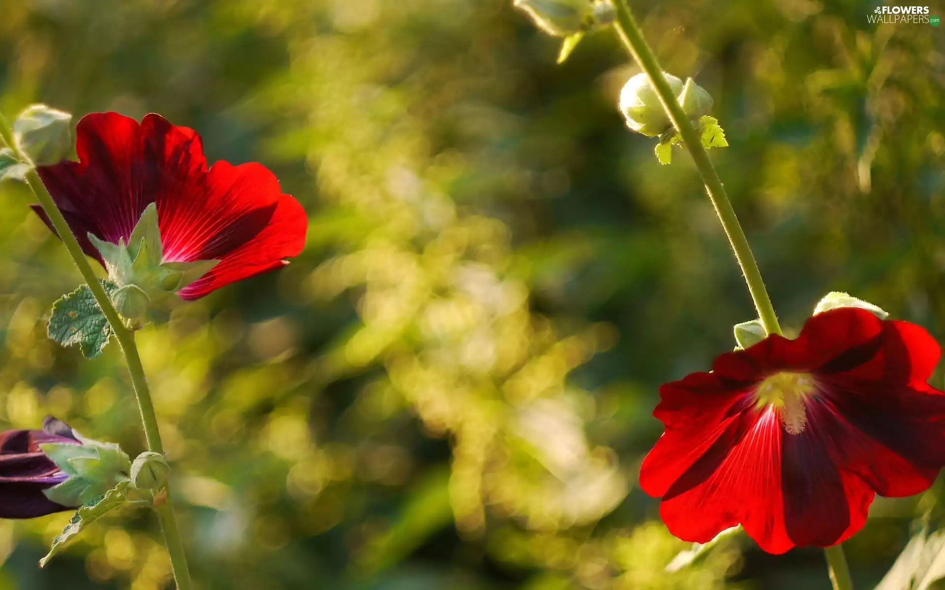 Red, hibiskus