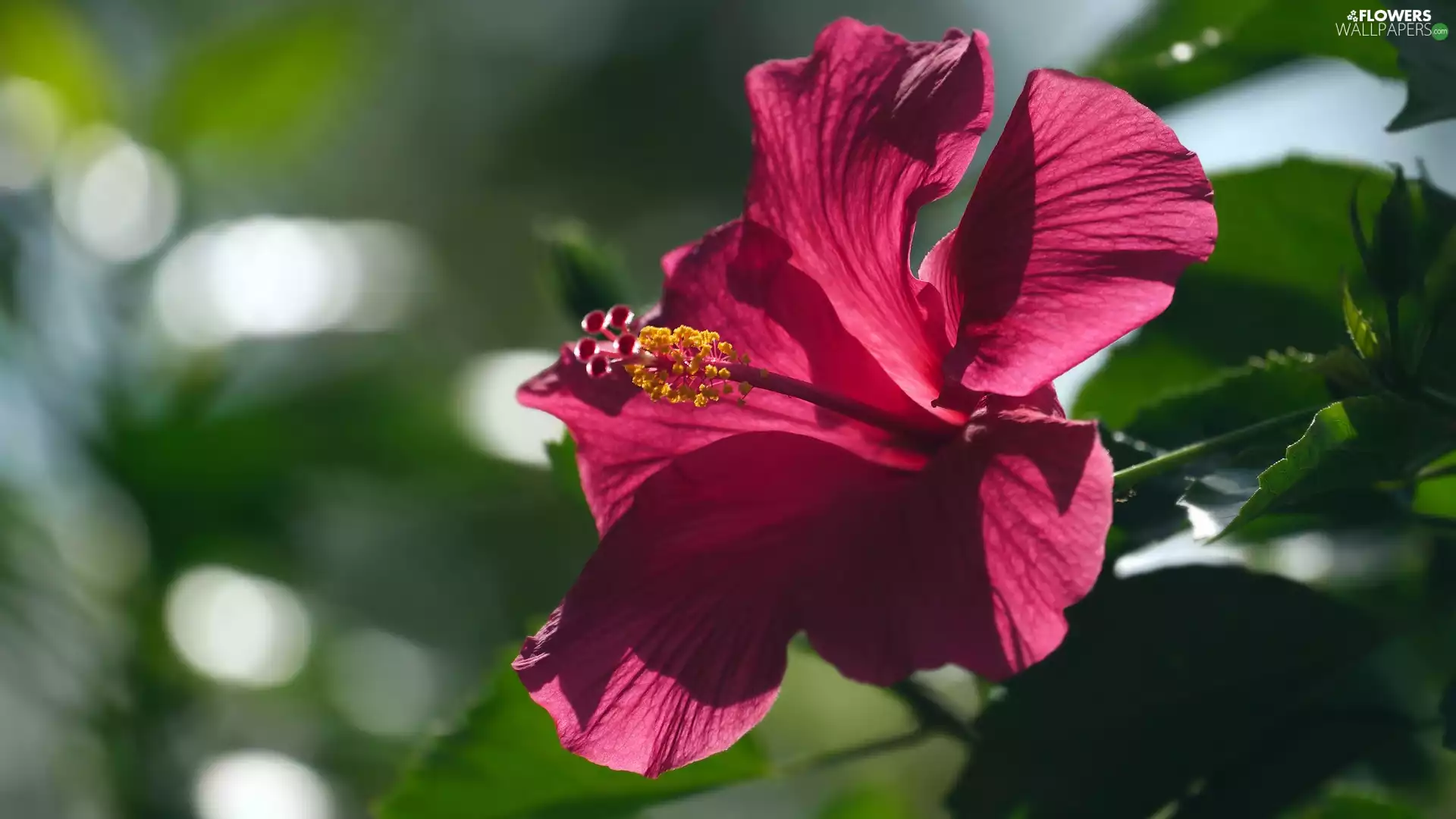 hibiskus, flower, Red