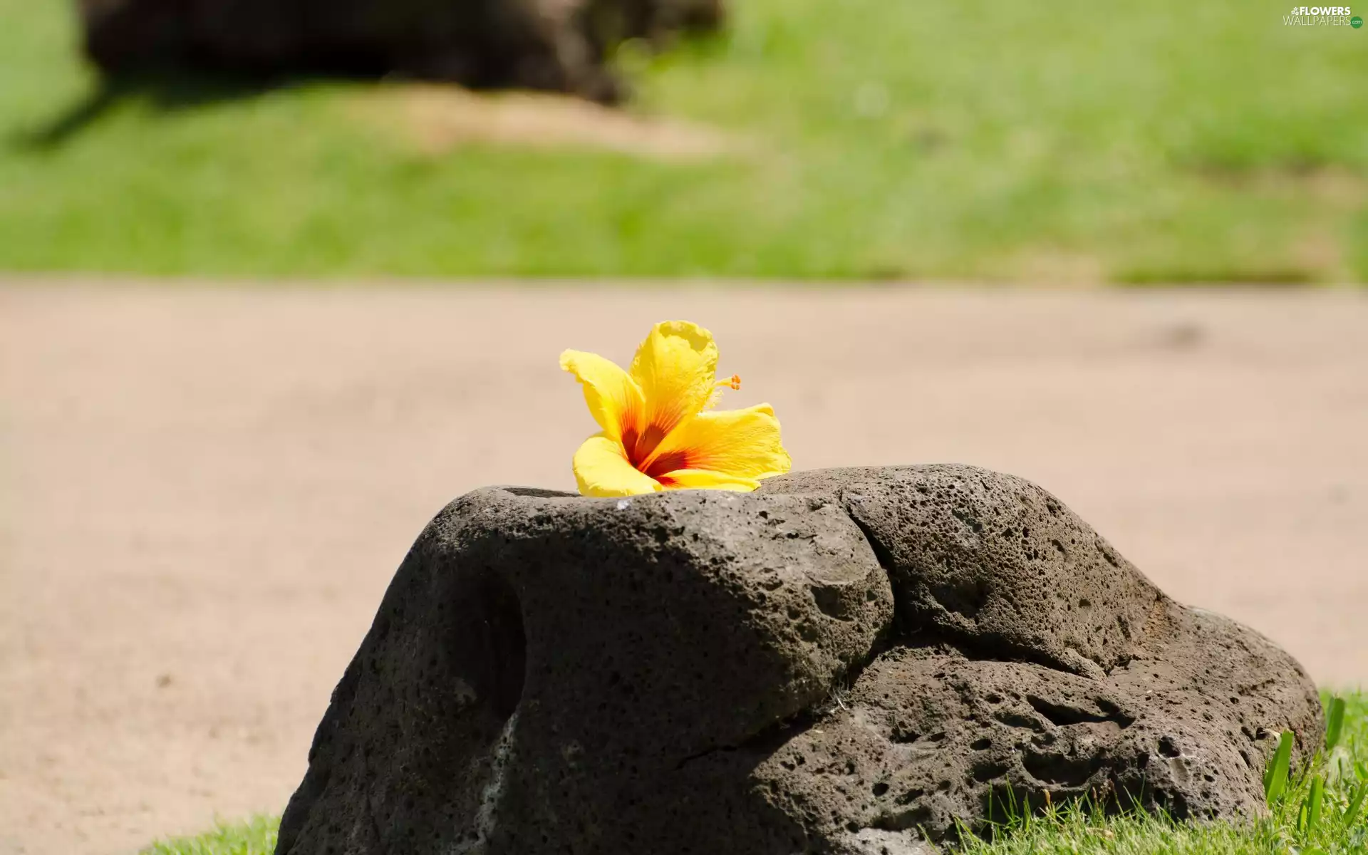 Yellow, hibiskus, Stone, Colourfull Flowers
