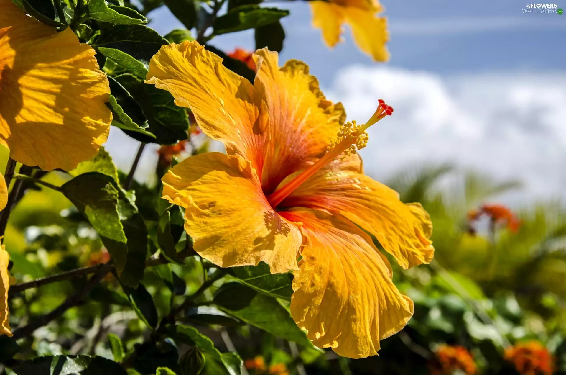 Yellow, hibiskus