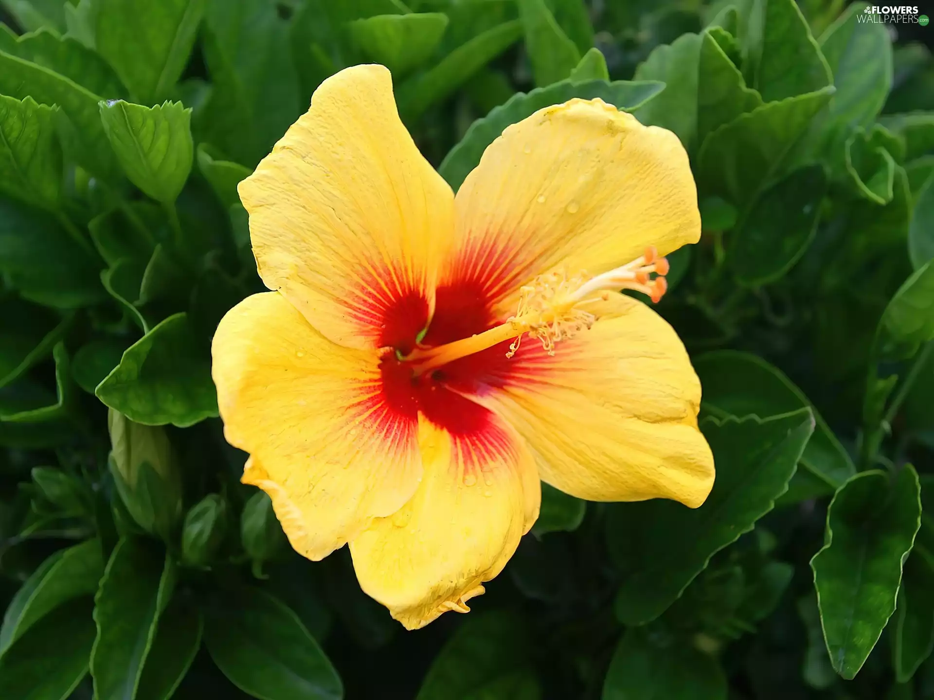 Yellow, hibiskus