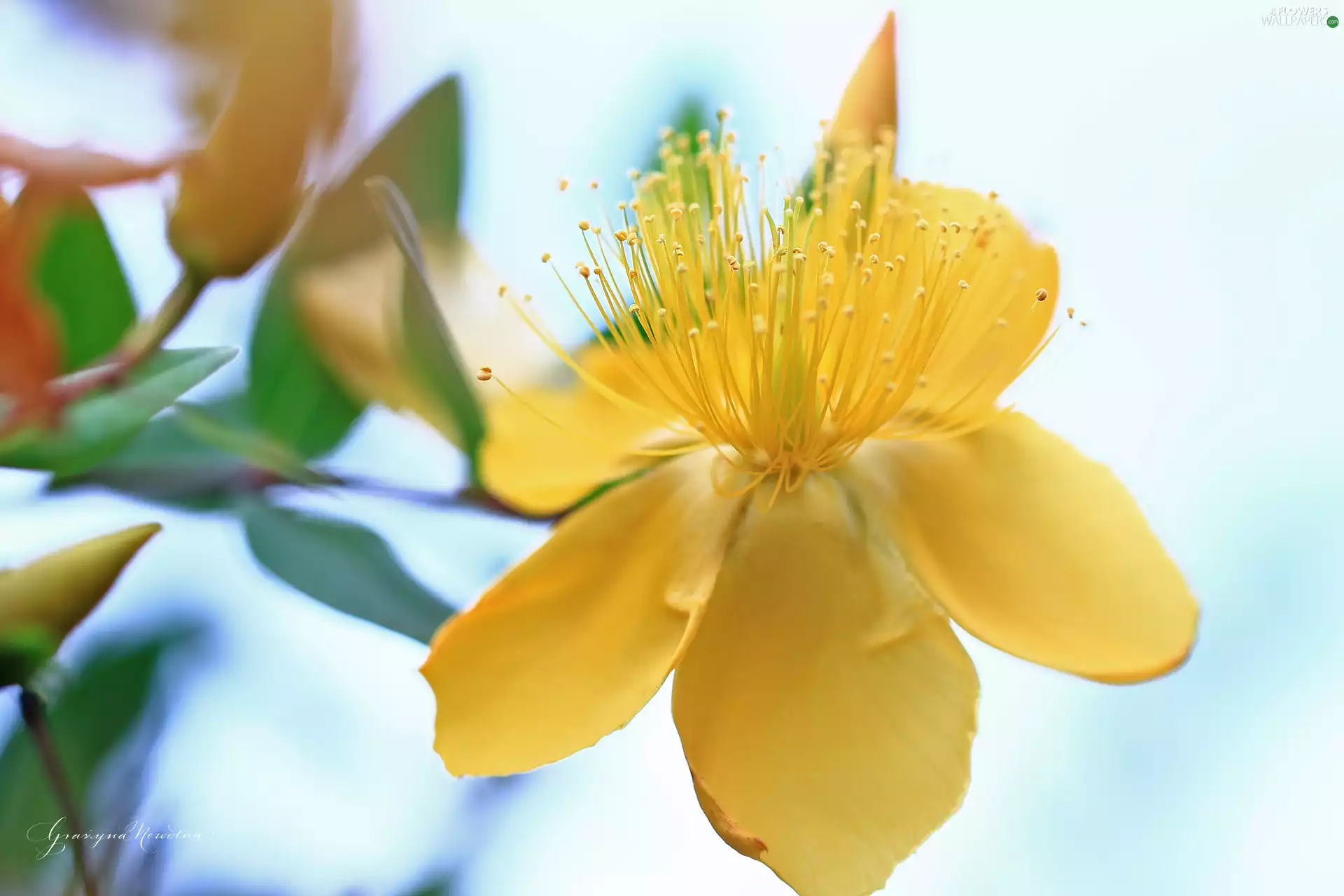 Hipericum Hidcote, Flowers, Bush, Yellow