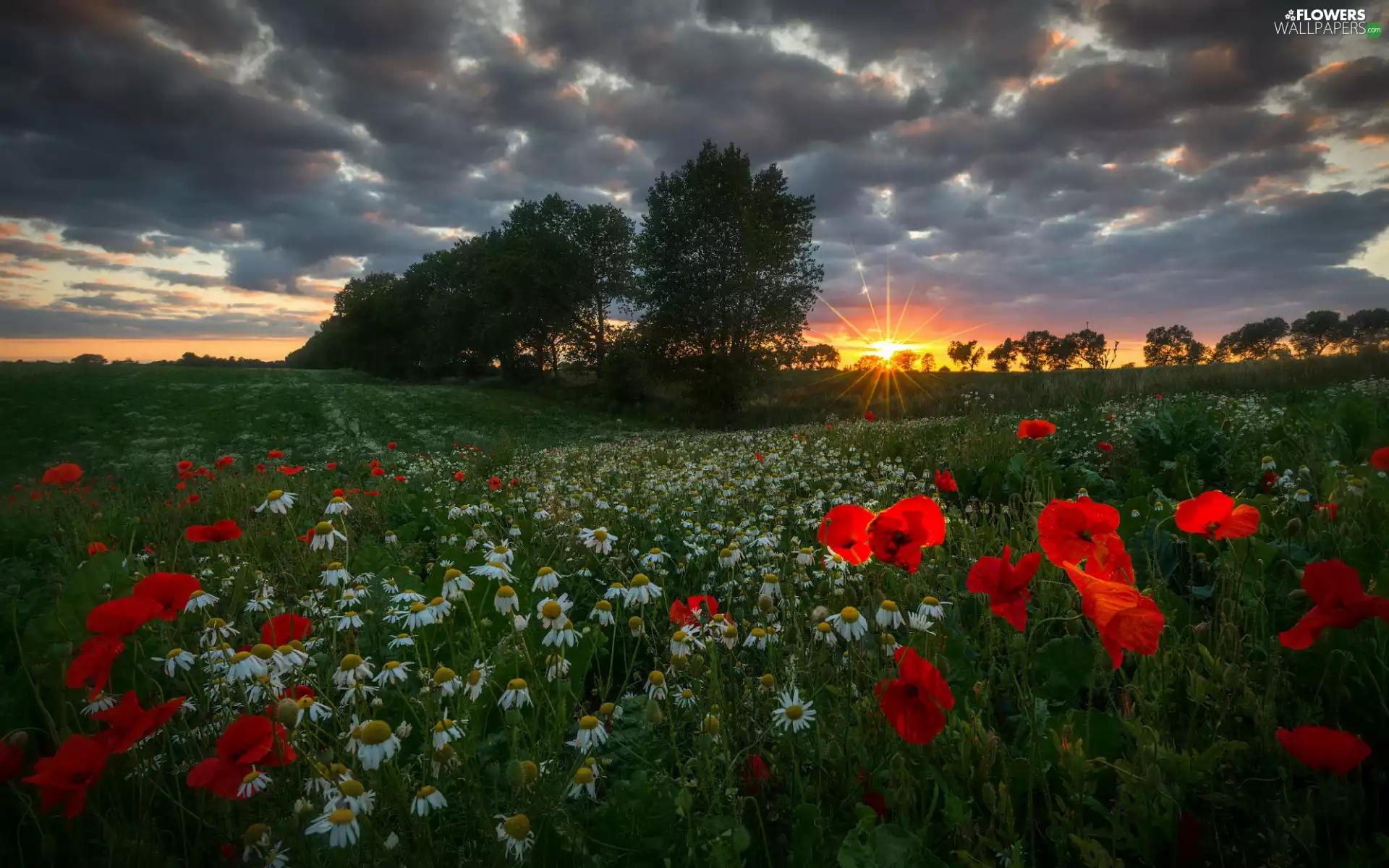 rays, summer, viewes, trees, camomiles, clouds, grass, Great Sunsets, Hill, papavers, Meadow