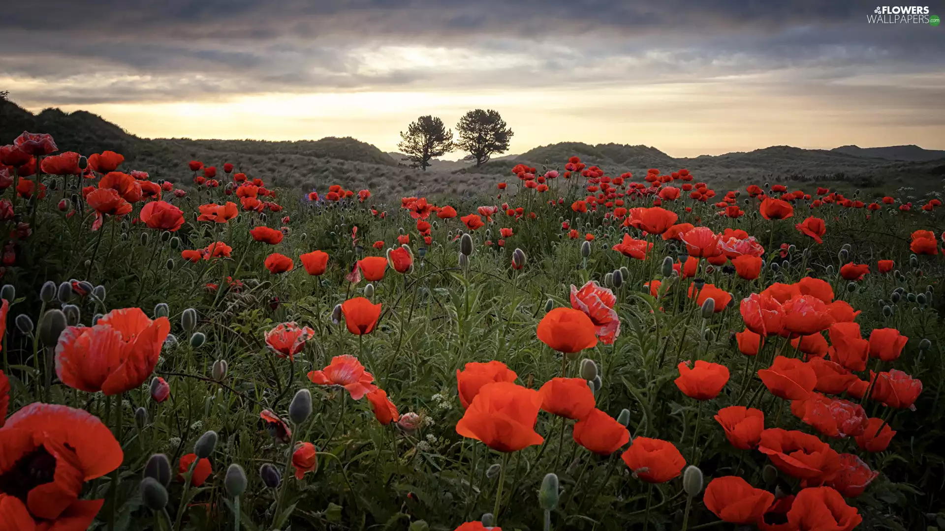 trees, papavers, clouds, Sunrise, Meadow, viewes, The Hills