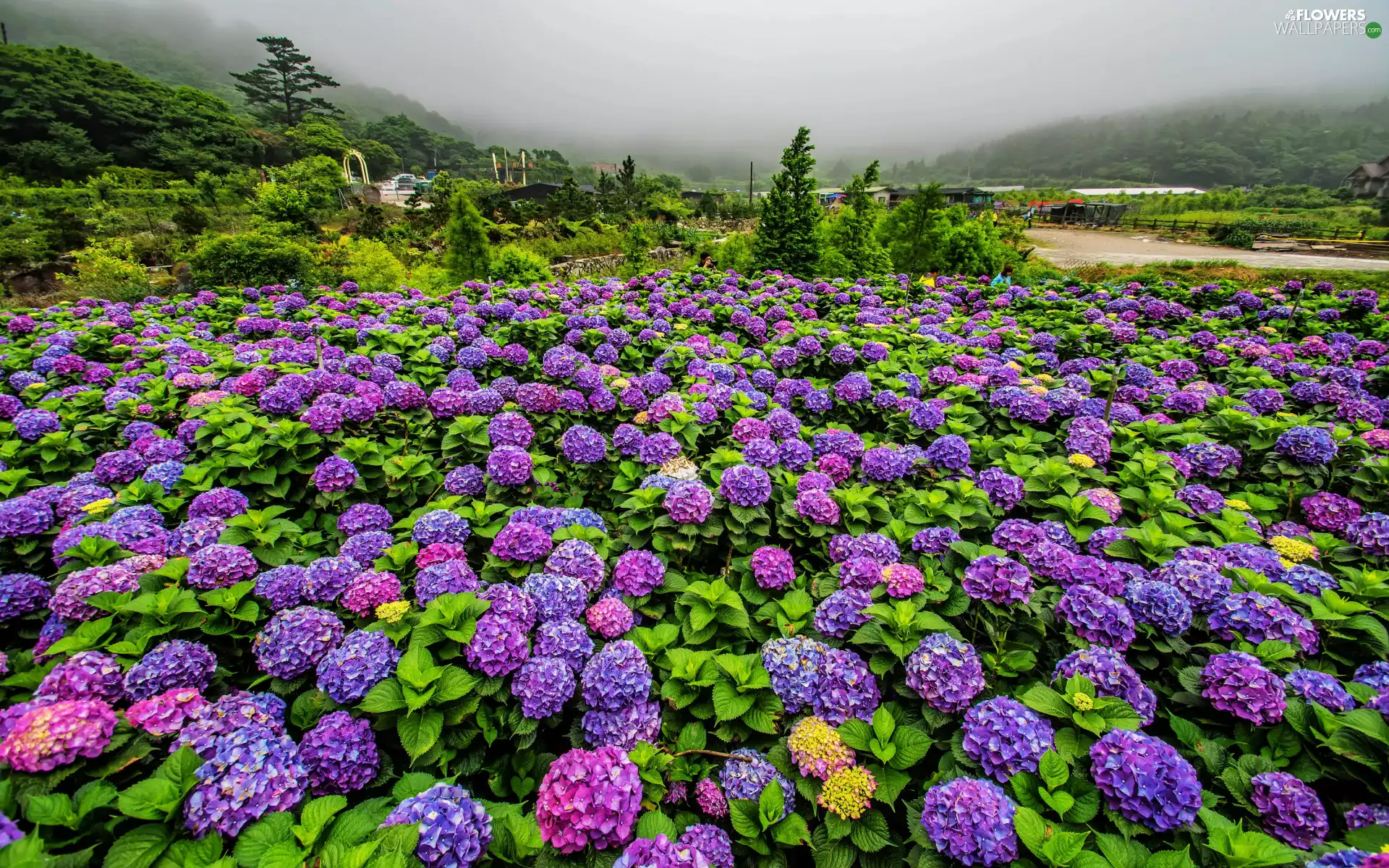 viewes, hydrangeas, Fog, trees, Flowers, summer, The Hills