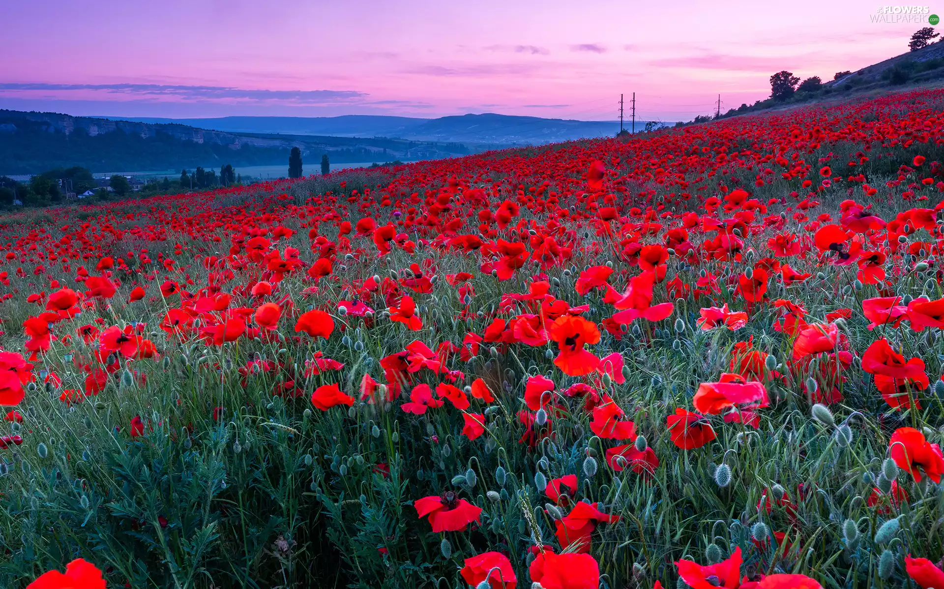 Meadow, papavers, The Hills