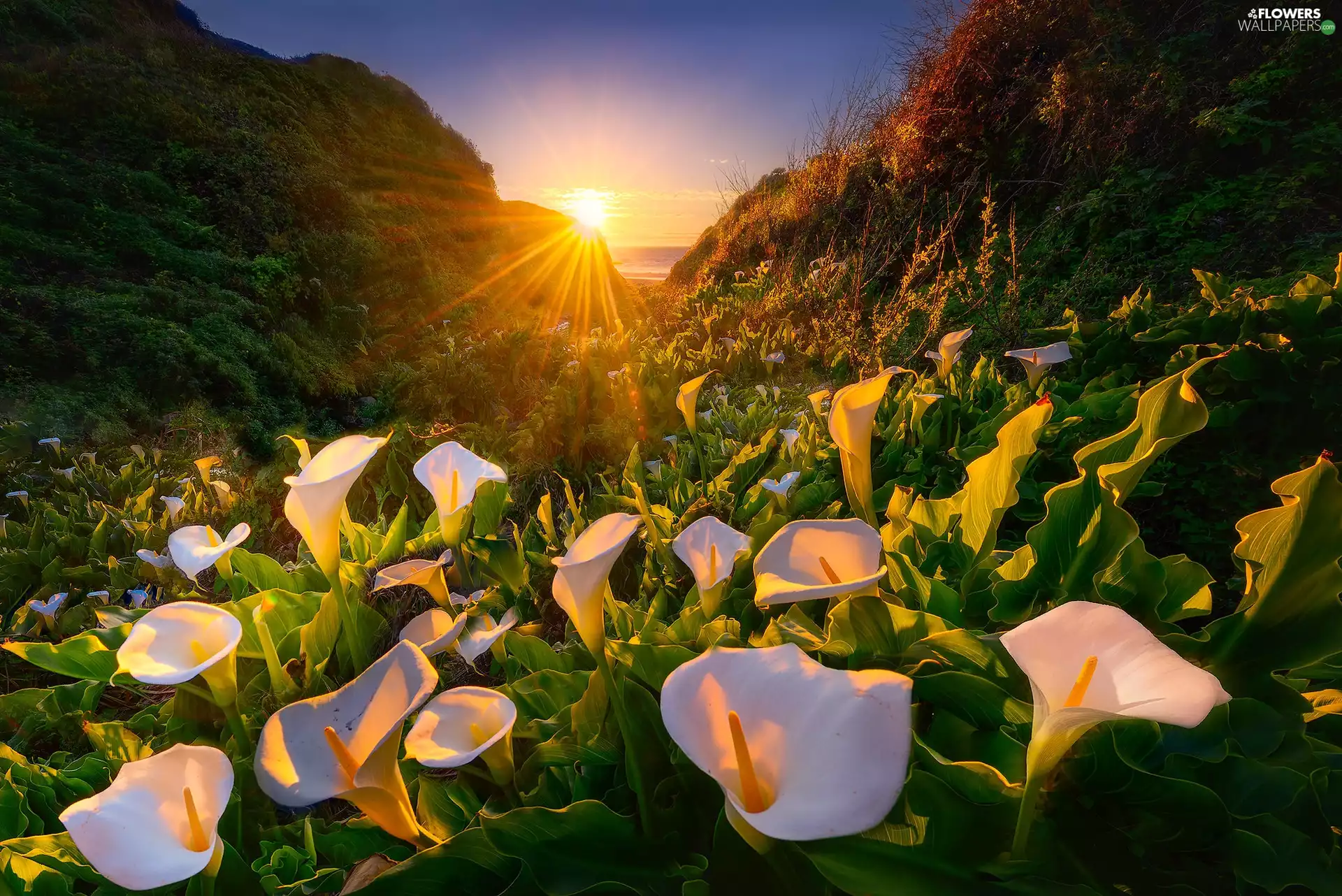 sea, Calla, rays of the Sun, The Hills