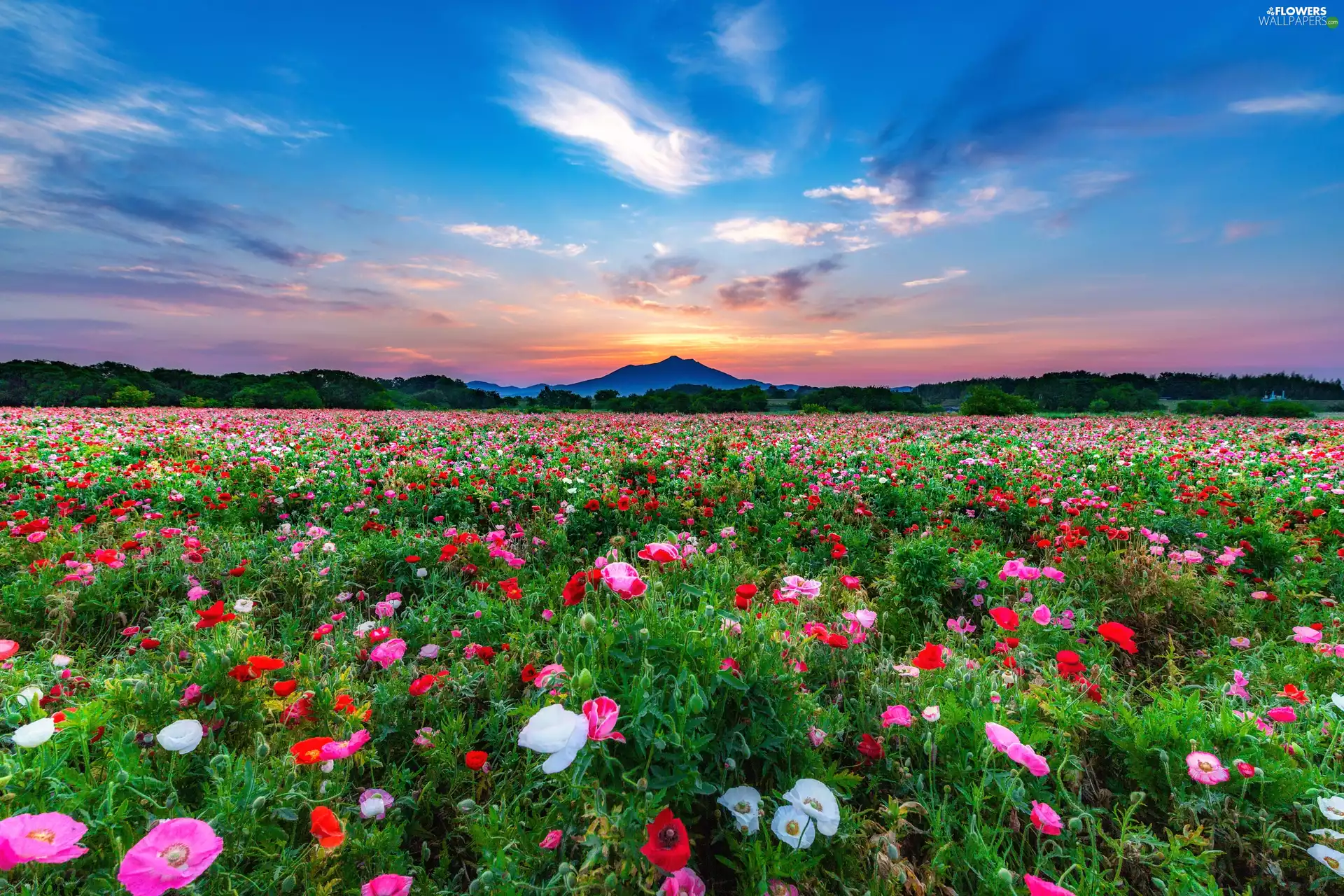 The Hills, Great Sunsets, Flowers, papavers, Meadow