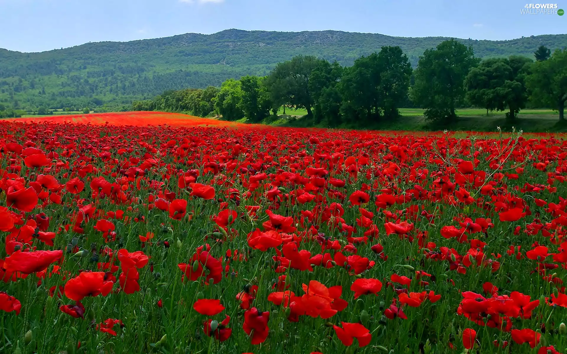 grass, Flowers, viewes, papavers, Meadow, trees, The Hills
