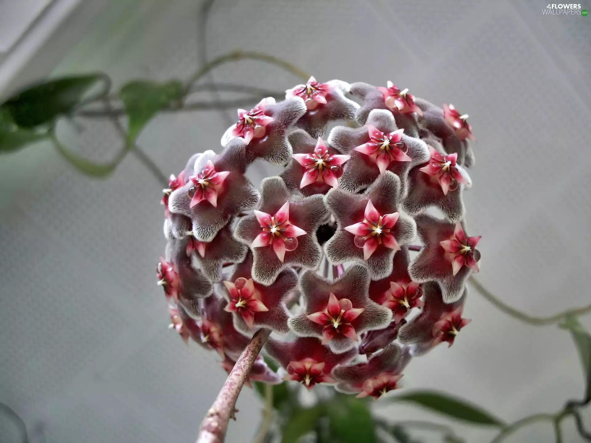 Hoja, Colourfull Flowers