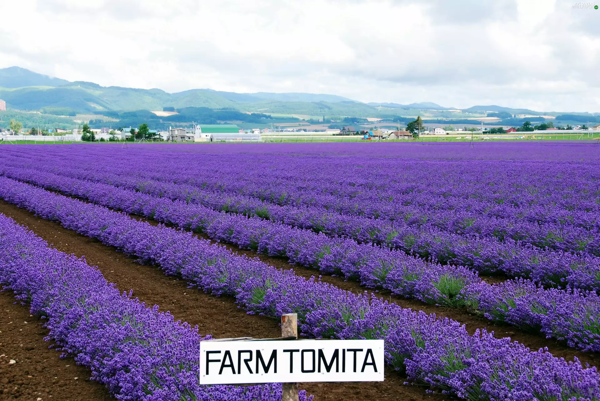 Tomita, lavender, Island, farm, Field, In Nakafurano, Hokkaido