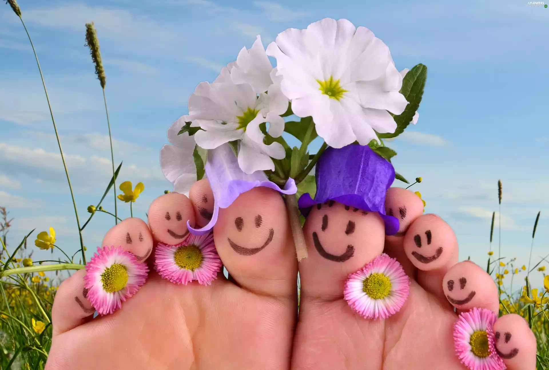 grass, holiday, legs, daisies, Meadow