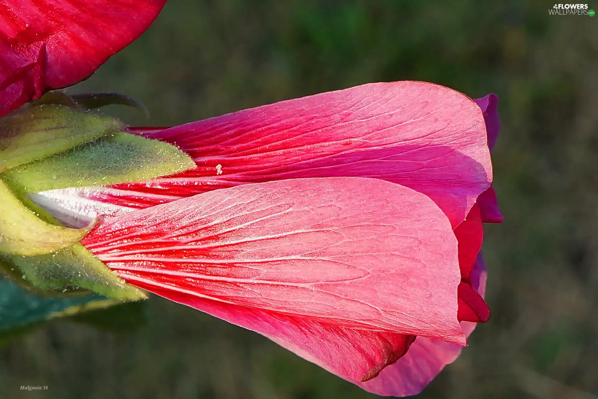 Hollyhocks, bud, Blooming