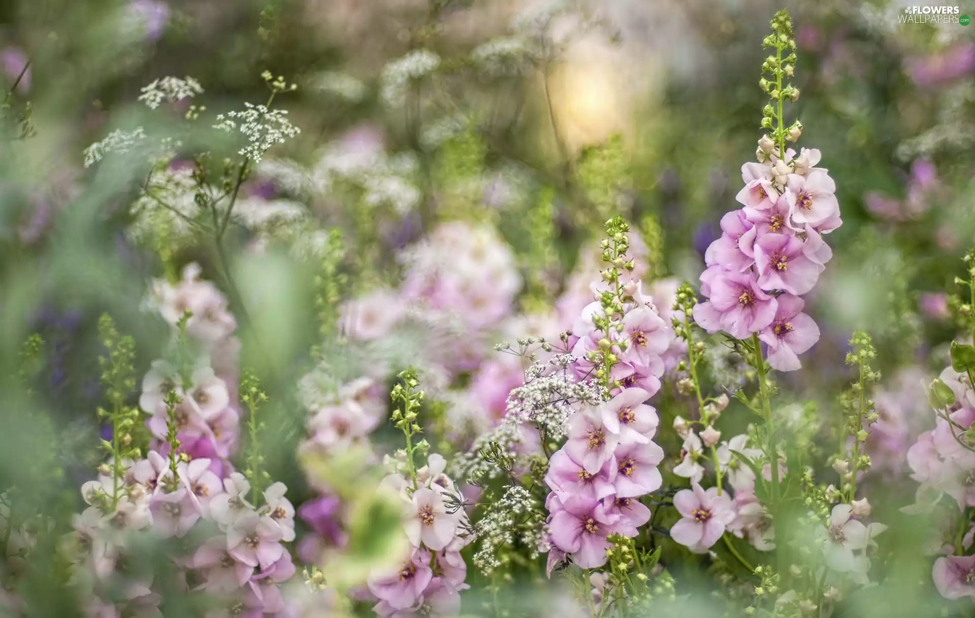 Flowers, Hollyhocks, blurry background, Pink