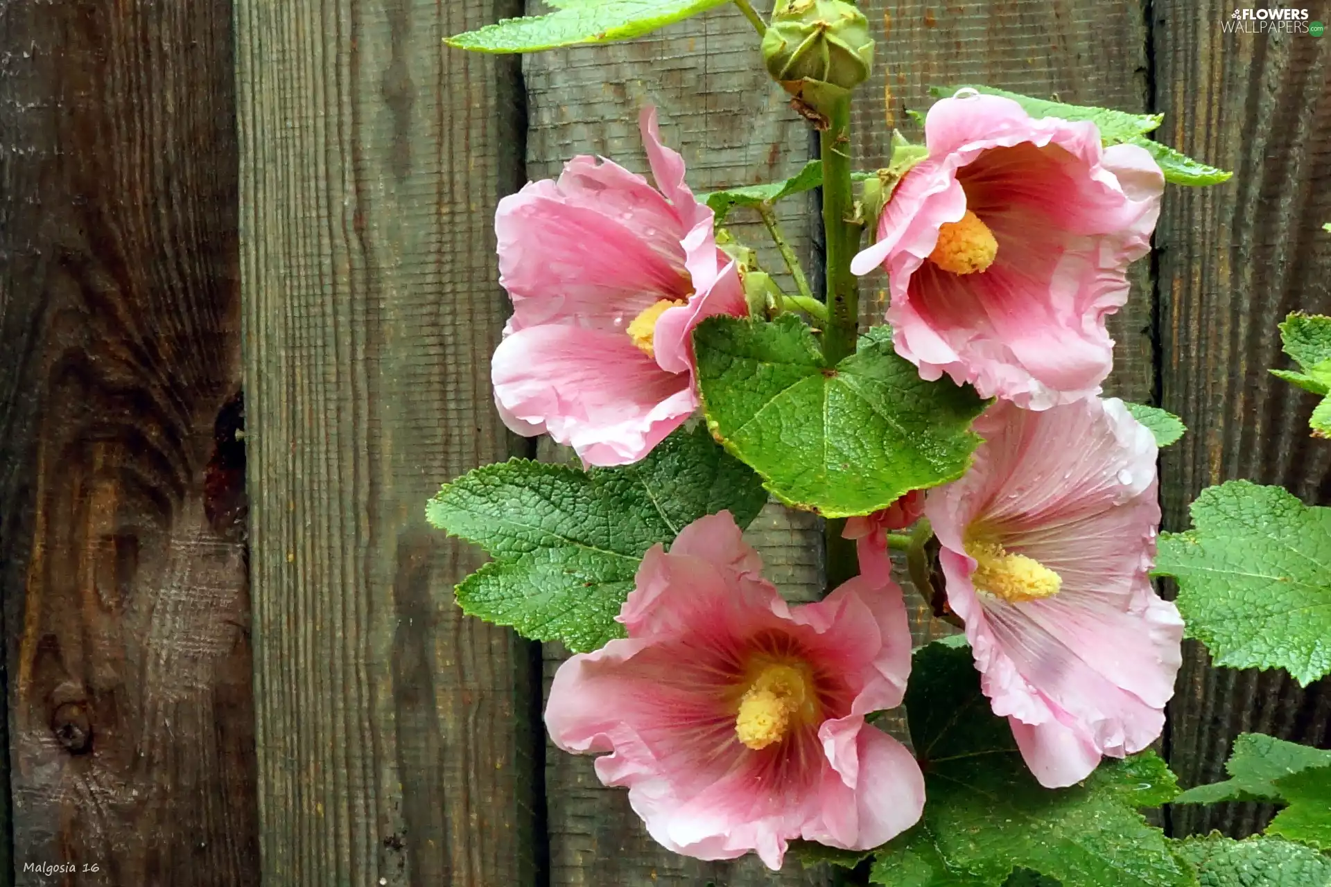 Hollyhocks, Fance