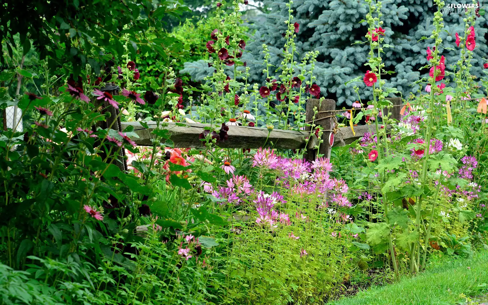 Hollyhocks, garden, Flowers