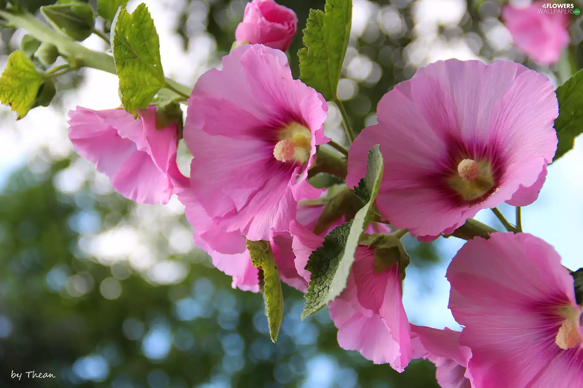 Pink, Hollyhocks