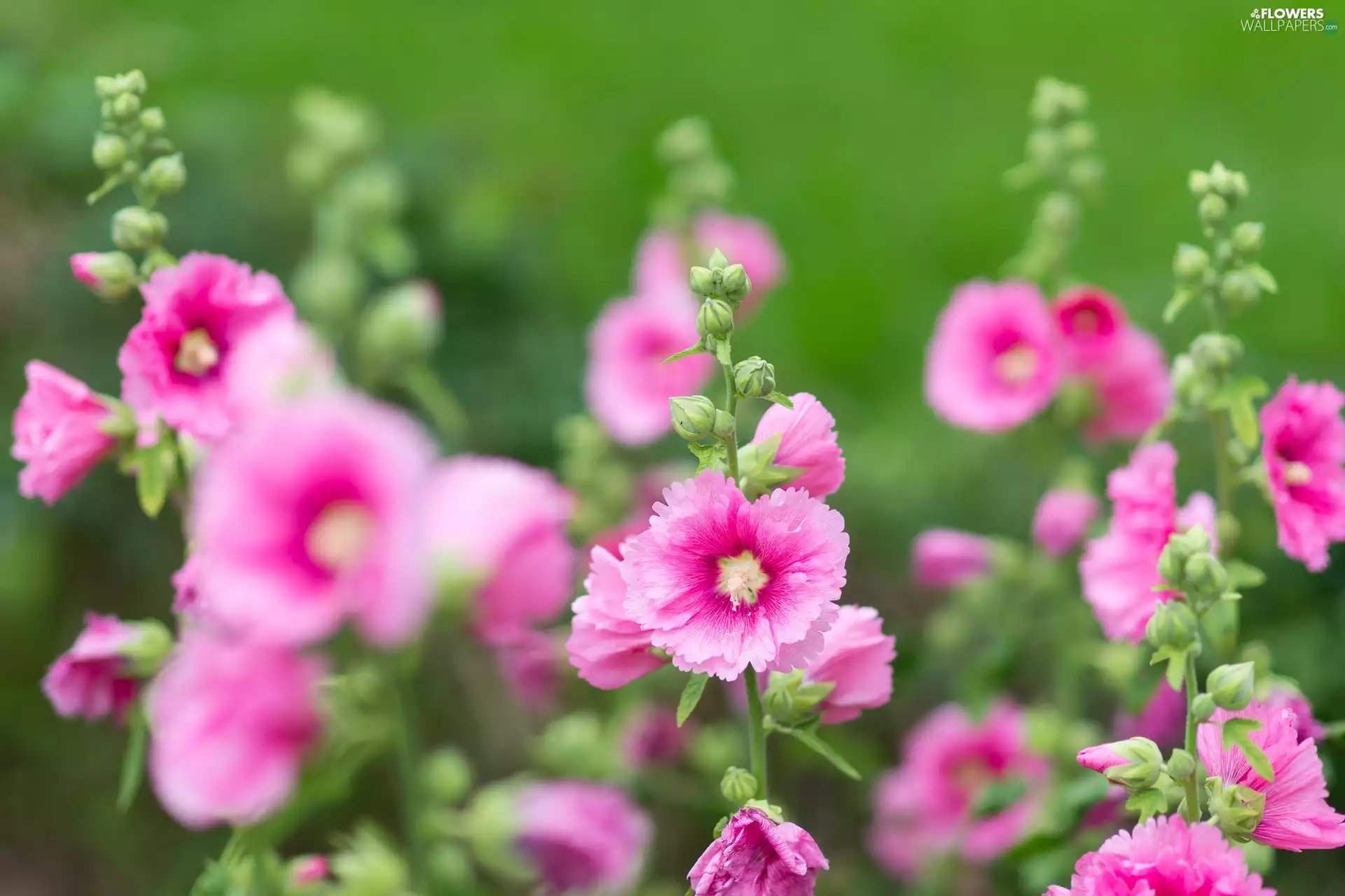 Hollyhocks, Flowers, Pink