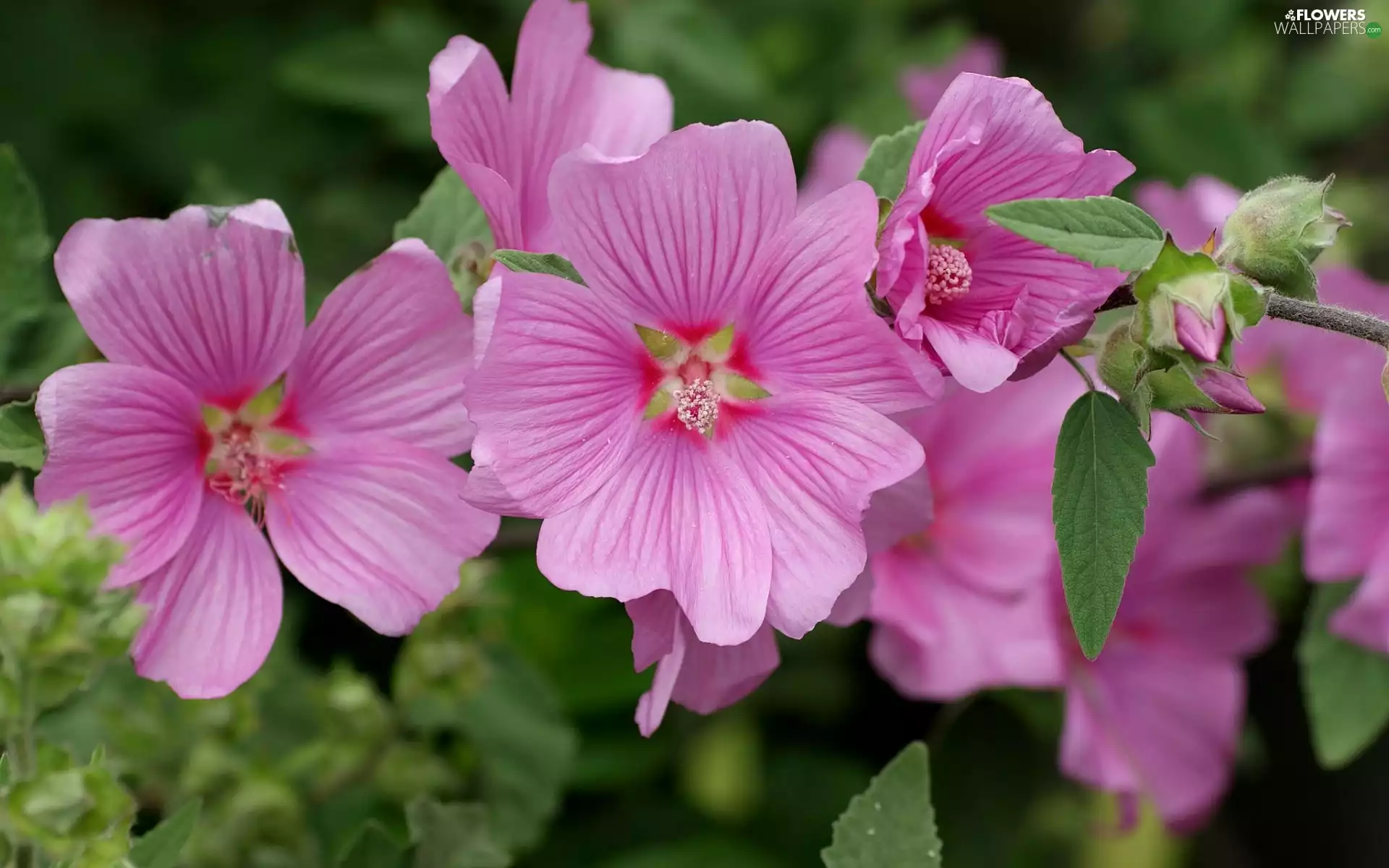 Hollyhocks, Flowers, Pink