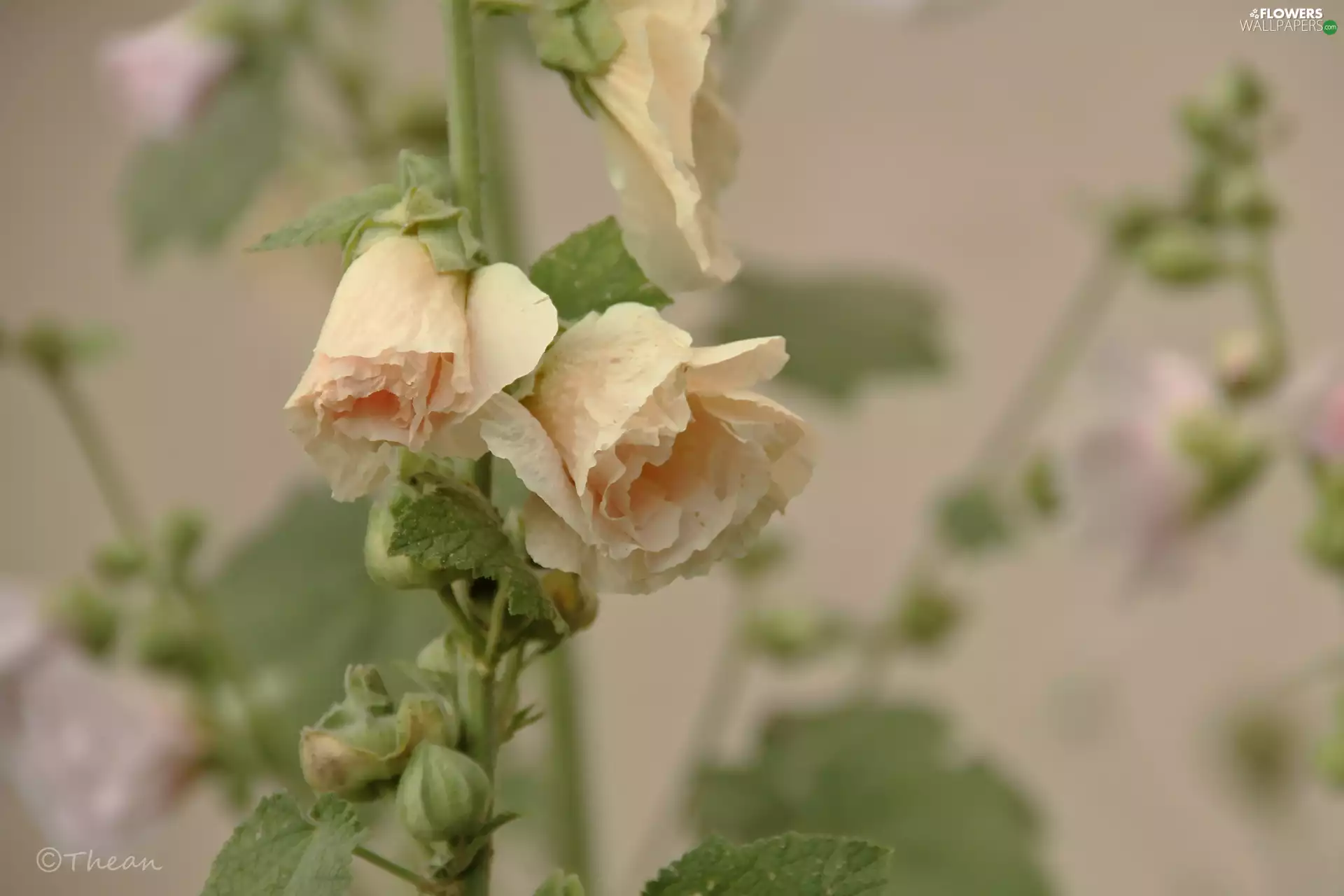 Hollyhocks, pale pink