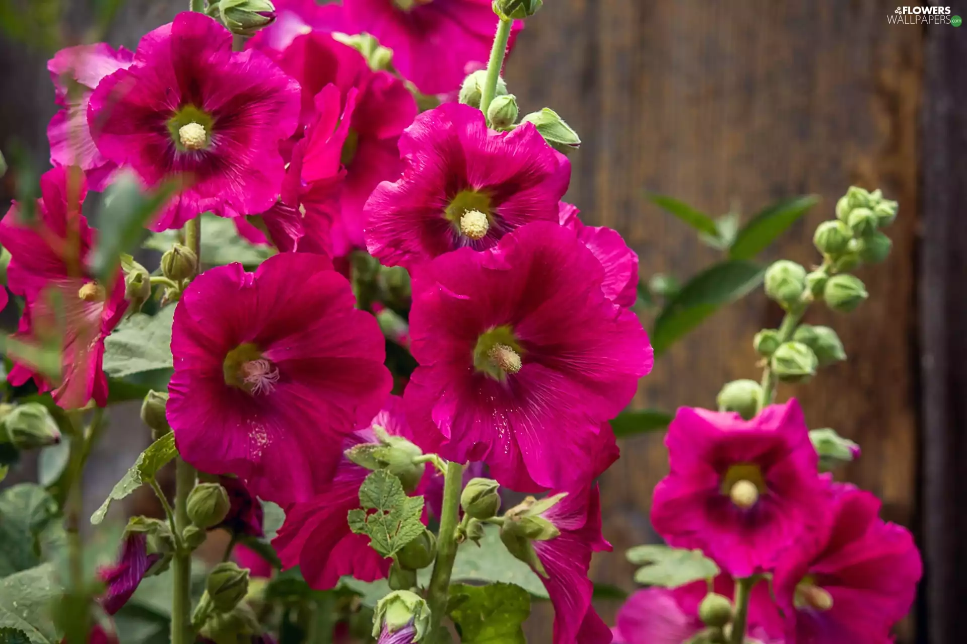Purple, Hollyhocks
