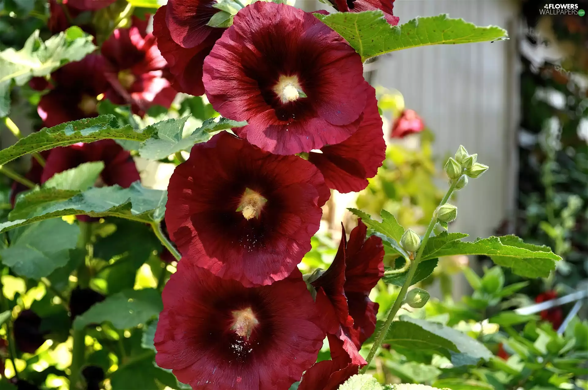 Red, Hollyhocks
