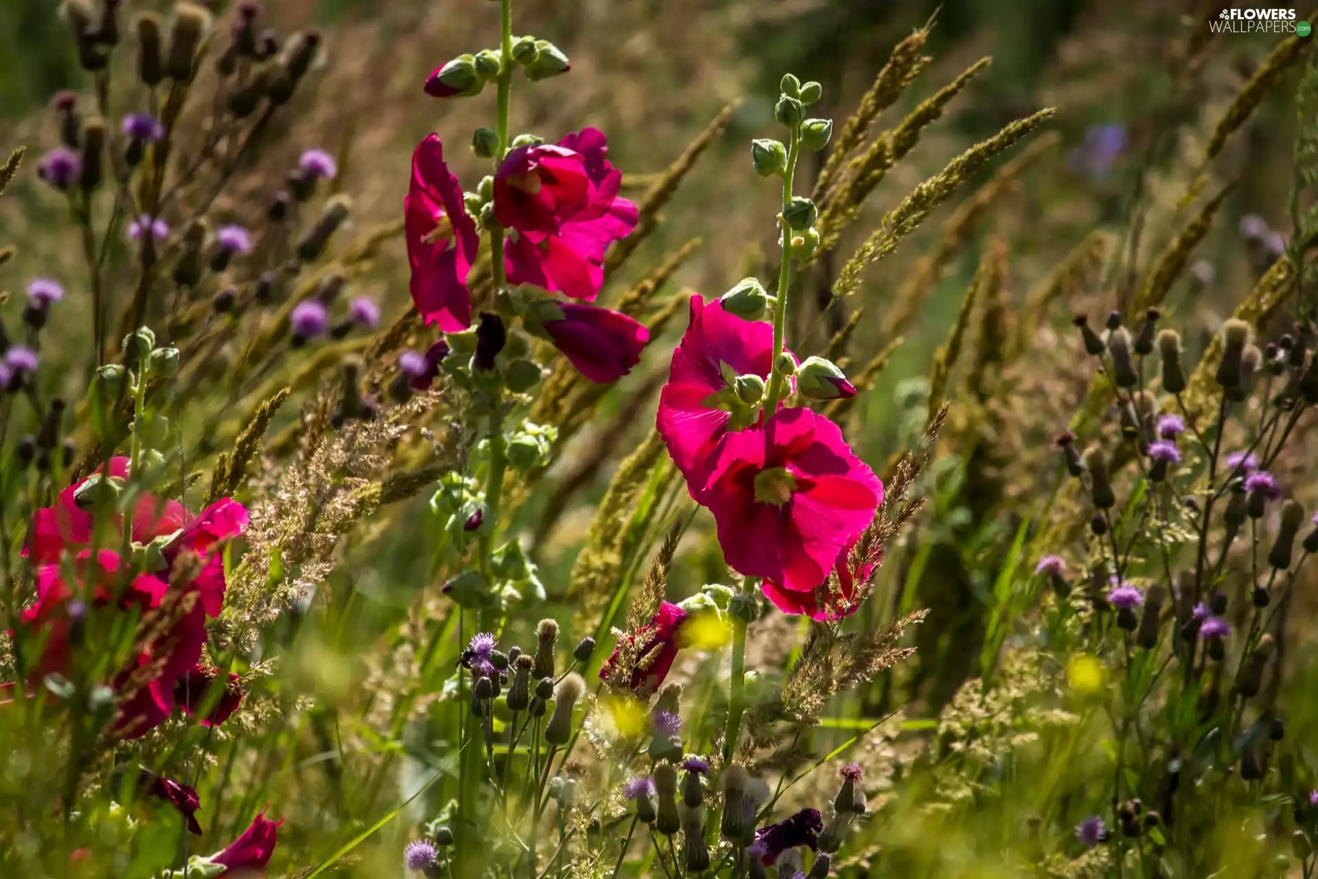 Hollyhocks, teasel