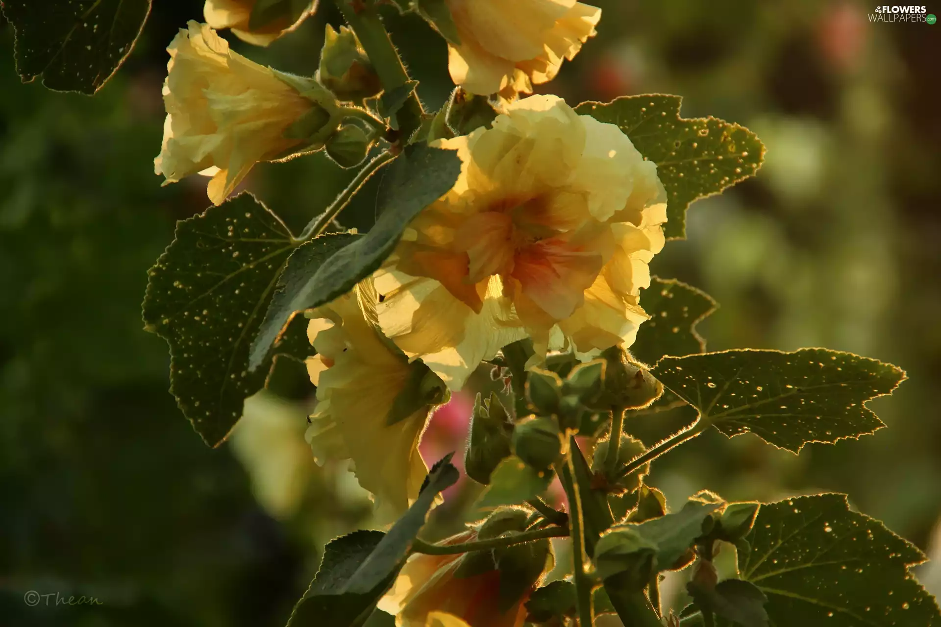 Yellow, Hollyhocks