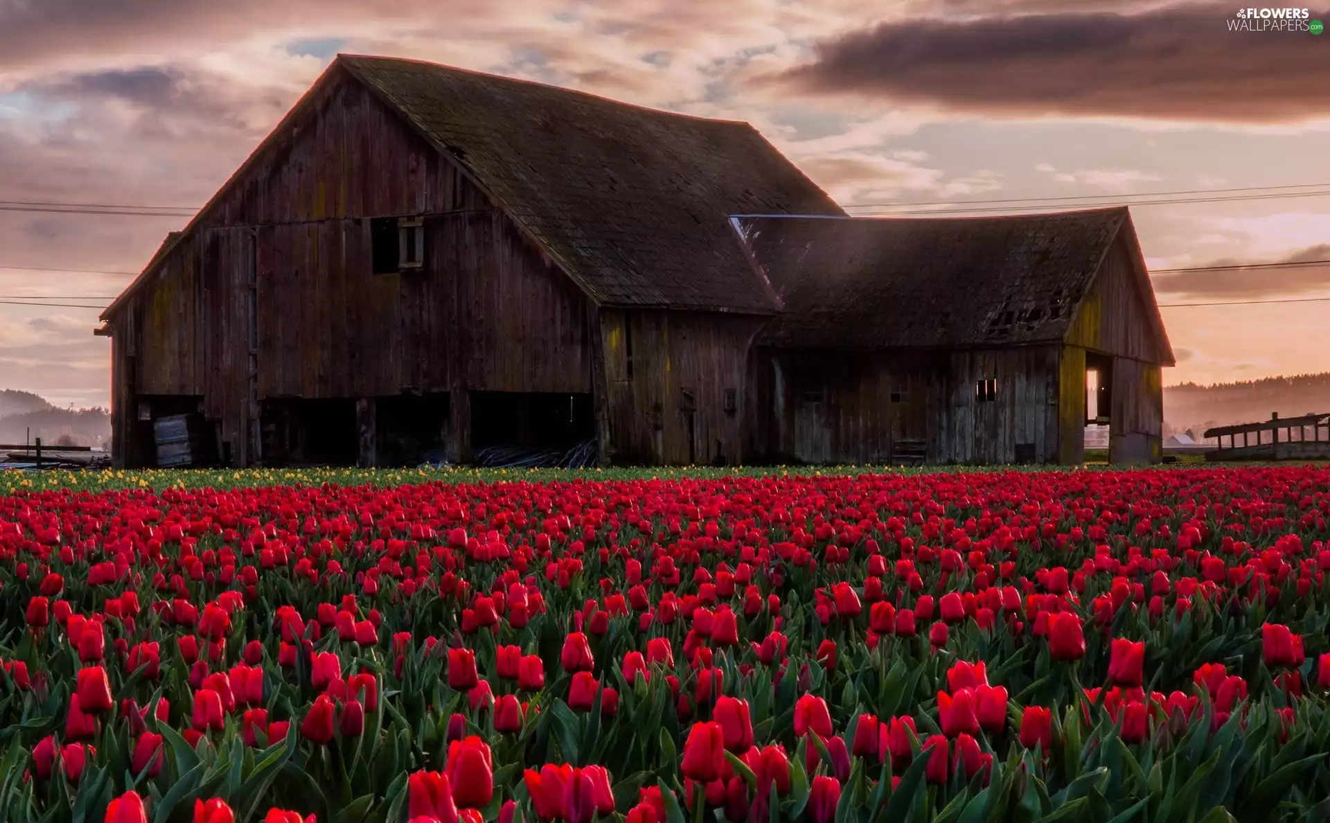 Home, Tulips, cultivation