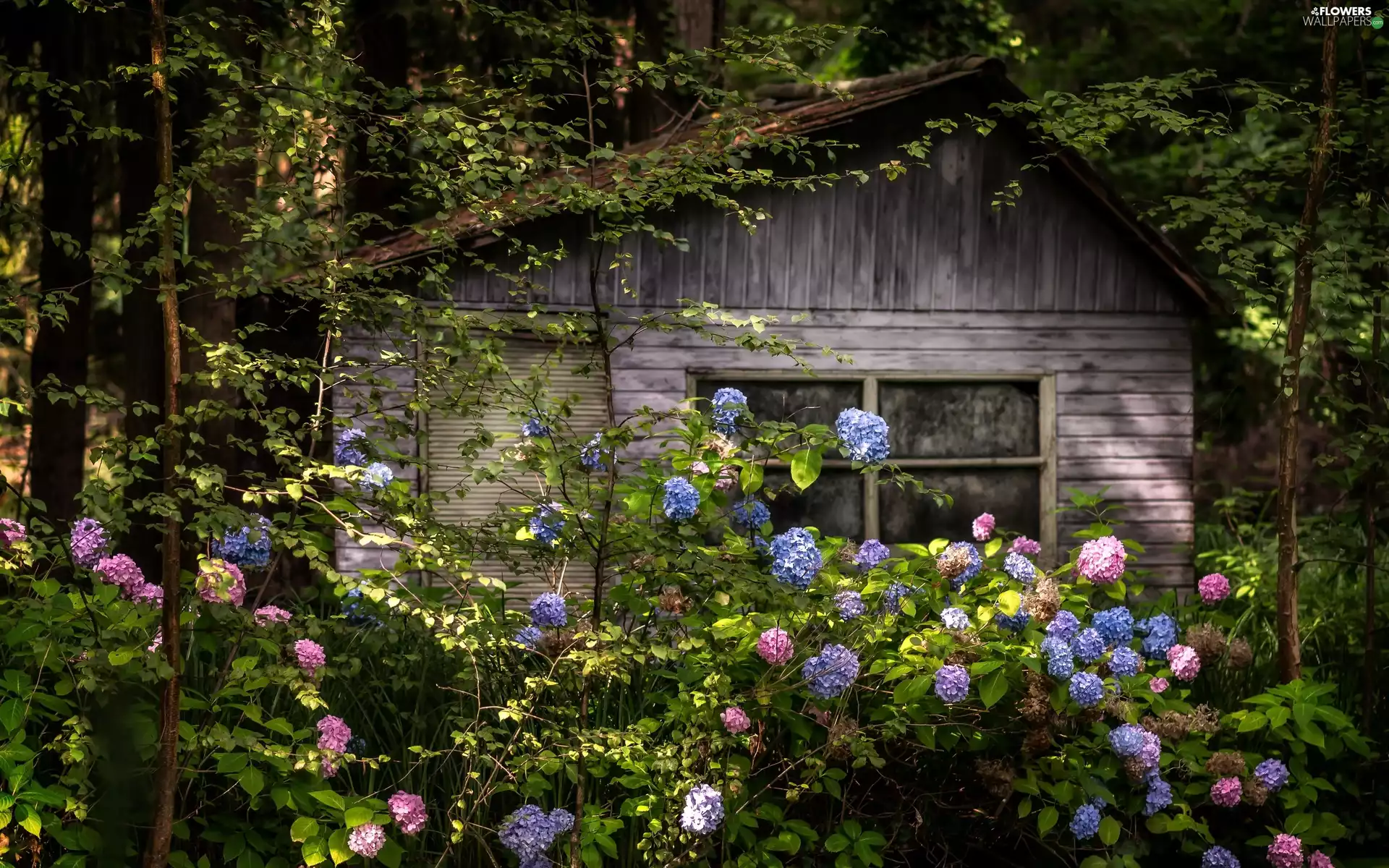 forest, wooden, Flowers, Home, cottage, scrub, hydrangeas