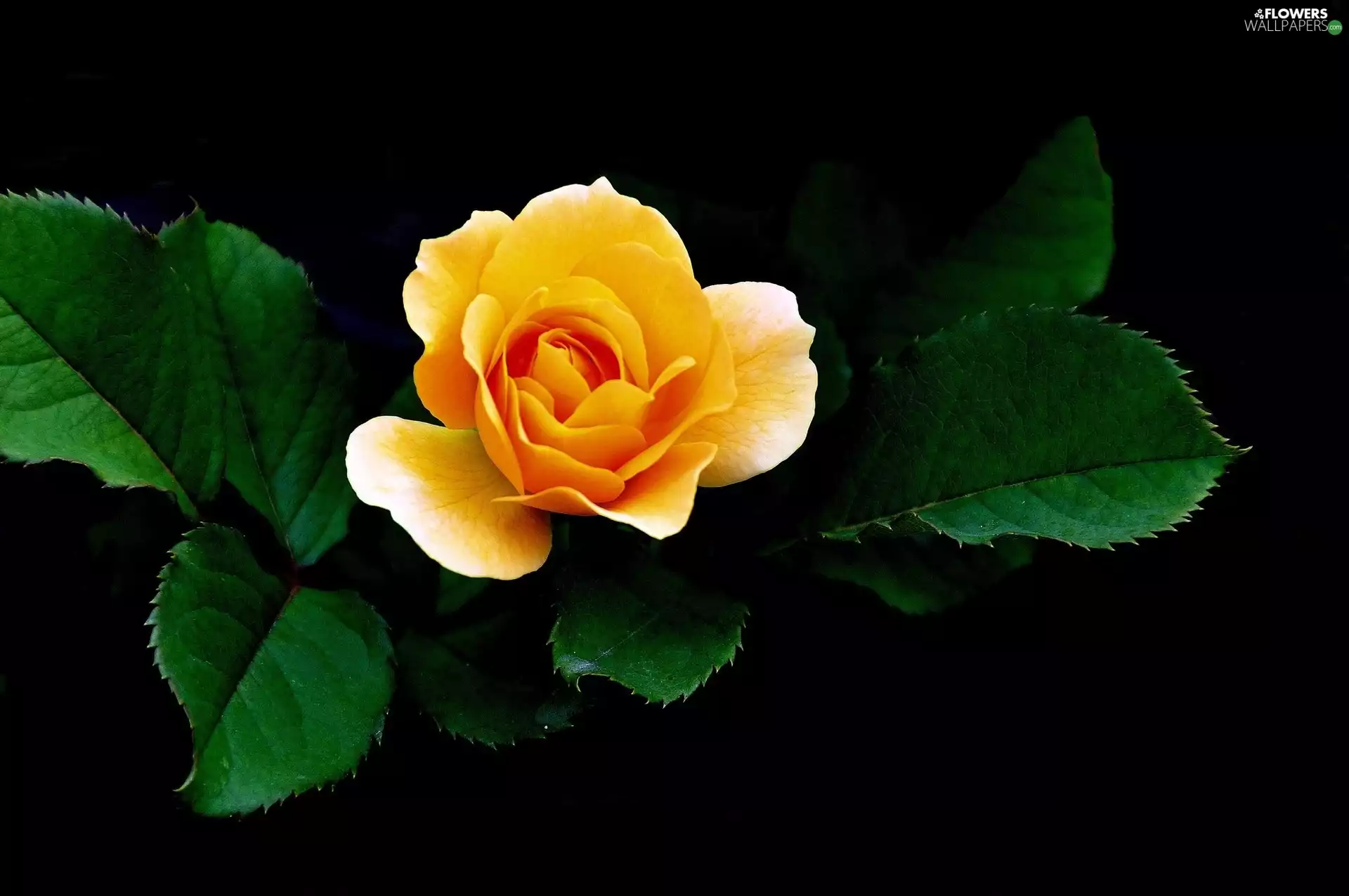 Yellow Honda, Black, background, rose