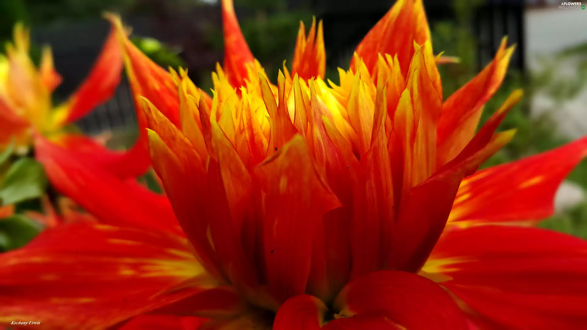 Dalia, red, Yellow Honda