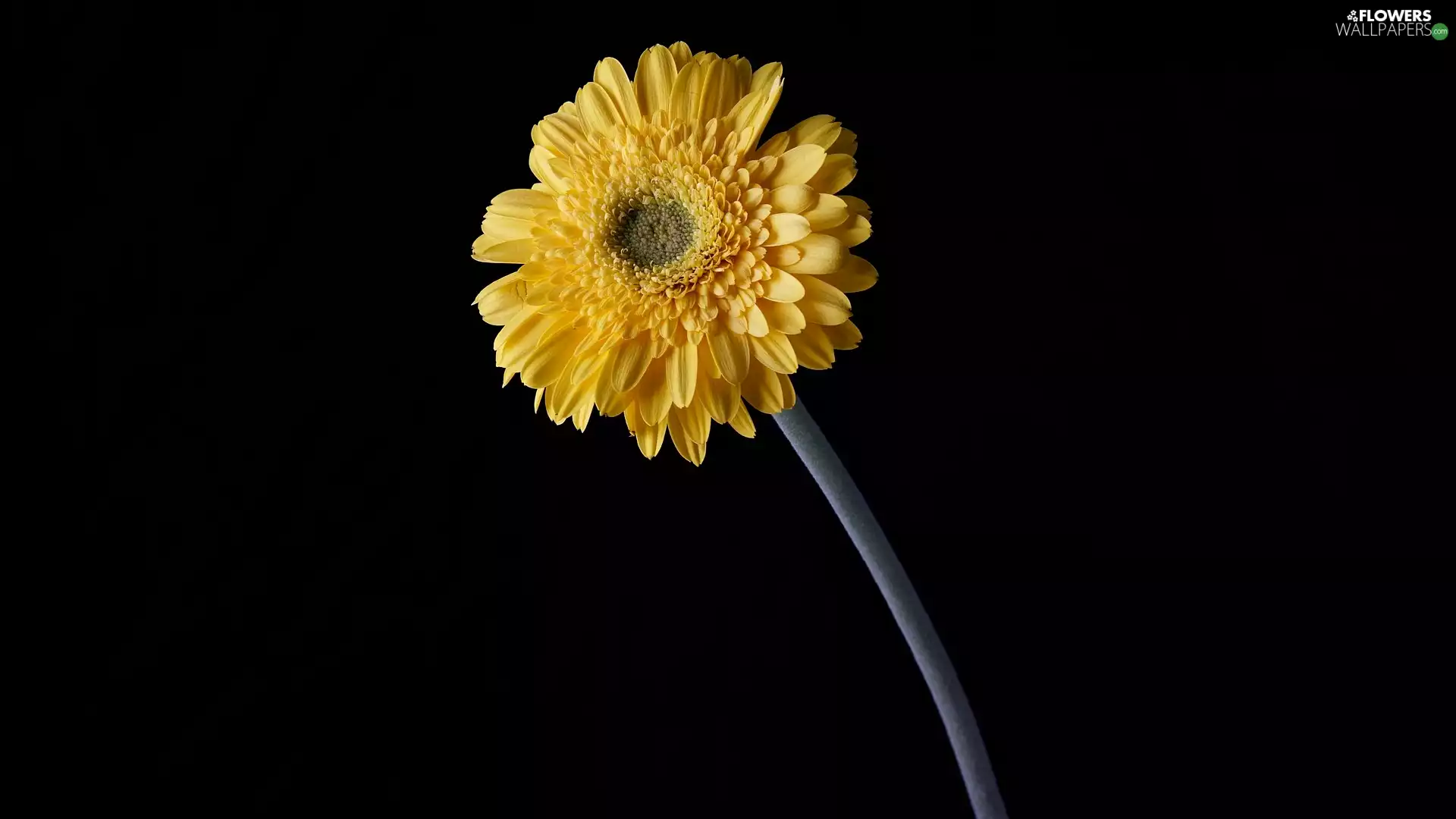 Yellow Honda, dark, background, Gerbera